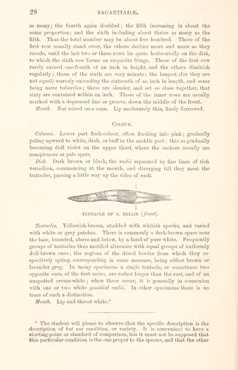 as many; the fourth again doubled ; the fifth increasing in about the same proportion; and the sixth including about thrice as many as the fifth. Thus the total number may be about five hundred. Those of the first row usually stand ei'eet, the others decline more and more as they recede, until the last two or three rows lie quite horizontally on the disk, to which the sixth row forms an exquisite fringe. Those of the first row rarely exceed one-fourth of an inch in height, and the others diminish regularly; those of the sixth are very minute; the longest (for they are not equal) scarcely exceeding the sixteenth of an inch in length, and some being mere tubercles; these are slender, and set so close together, that sixty are contained within an inch. Those of the inner rows are usually marked with a depressed line or groove, down the middle of the front. Mouth. Not raised on a cone. Lip moderately thin, finely furrowed. Colour. Column. Lower part flesh-colour, often flushing into pink; gradually paling upward to white, drab, or buff in the middle part: this as gradually becoming dull violet on the upper third, where the suckers usually are conspicuous as pale spots. Disk. Dark brown or black, the radii separated by fine lines of rich vermilion, commencing at the mouth, and diverging till they meet the tentacles, passing a little way up the sides of each. i TENTACLE OP S. BELLIS (front). Tentacles. Yellowish-brown, studded with whitish specks, and varied with white or grey patches. There is commonly a dark-brown space near the base, bounded, above and below, by a band of pure white. Frequently groups of tentacles thus mottled alternate with equal groups of uniformly dull-brown ones; the regions of the discal border from which they re- spectively spring, corresponding in some measure, being either brown or lavender- grey. In many specimens a single tentacle, or sometimes two opposite ones, of the first series, are rather larger than the rest, and of an unspotted cream-white ; when these occur, it is generally in connexion with one or two white gonidial radii. In other specimens there is no trace of such a distinction. Mouth. Lip and throat white.* * The student will please to observe that the specific description is the description of but one condition, or variety. It is convenient to have a starting-point or standard of comparison, but it must not be supposed that this particular condition is the one proper to the species, and that the other