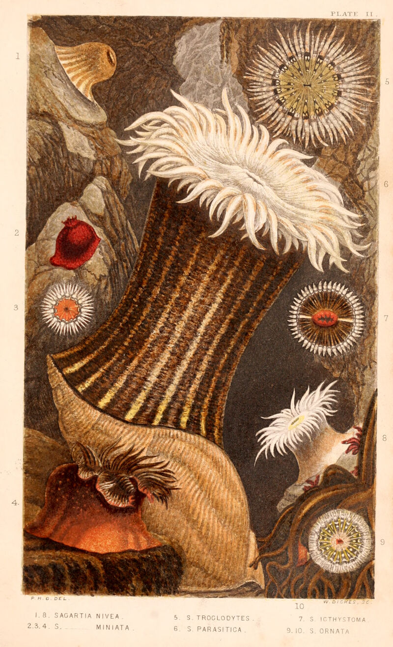 I'l ATE I 1 I. 8. SACARTIA NIVEA . 2-3.4. S. MINIATA 5 S. TROGLODYTES 6. S. PARASITICA . W DItfTi. 7. S IOTHYSTOMA