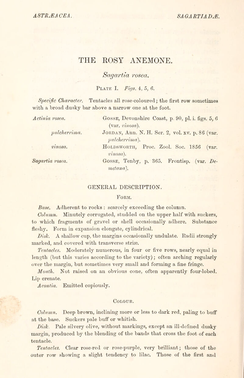 A STR.EA CEA. SA GA RTIA DJS. THE ROSY ANEMONE. Sagartia rosea. Plate I. Figs. 4, 5, 6. Specific Character. Tentacles all rose-coloured; the first row sometimes with a broad dusky bar above a narrow one at the foot. Actinia rosea. Gosse, Devonshire Coast, p. 90, pi. i. figs. 5, 6 (var. rinosa). pulcherrima. Jordan, Ann. N. H. Ser. 2, vol. xv. p. 86 (var. pulcherrima). vinosa. Holdsworth, Proc. Zool. Soc. 1856 (var. rinosa). Sagartia rosea. Gosse, Tenby, p. 365. Frontisp. (var. De- metana). GENERAL DESCRIPTION. Form. Base. Adherent to rocks : scarcely exceeding the column. Column. Minutely corrugated, studded on the upper half with suckers, to which fragments of gravel or shell occasionally adhere. Substance fleshy. Form in expansion elongate, cylindrical. Dish. A shallow cup, the margins occasionally undulate. Radii strongly marked, and covered with transverse stria;. Tentacles. Moderately numerous, in four or five rows, nearly equal in length (but this varies according to the variety); often arching regularly over the margin, but sometimes very small and forming a fine fringe. Mouth. Not raised on an obvious cone, often apparently four-lobed. Lip crenate. Acontia. Emitted copiously. Colour. Column. Deep brown, inclining more or less to dark red, paling to buff at the base. Suckers pale buff or whitish. Disk. Pale silvery olive, without markings, except an ill-defined dusky margin, produced by the blending of the bands that cross the foot of each tentacle. Tentacles. Clear rose-red or rose-purple, very brilliant; those of the outer row showing a slight tendency to lilac. Those of the first and