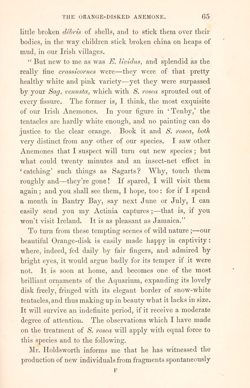 little broken debris of shells, and to stick them over their bodies, in the way children stick broken china on heaps of mud, in our Irish villages.  But new to me as was E. lividits, and splendid as the really tine crassicornes were—they were of that pretty healthy white and pink variety—yet they were surpassed by your Sag. venusta, which with S. rosea sprouted out of every fissure. The former is, I think, the most exquisite of our Irish Anemones. In your figure in ' Tenby,' the tentacles are hardly white enough, and no painting can do justice to the clear orange. Book it and S. rosea, both very distinct from any other of our species. I saw other Anemones that I suspect will turn out new species ; but what could twenty minutes and an insect-net effect in 'catching' such things as Sagarts? Why, touch them roughly and—they're gone! If spared, I will visit them again; and you shall see them, I hope, too: for if I spend a month in Bantry Bay, say next June or July, I can easily send you my Actinia captures ;—that is, if you won't visit Ireland. It is as pleasant as Jamaica. To turn from these tempting scenes of wild nature;—our beautiful Orange-disk is easily made happy in captivity: where, indeed, fed daily by fair fingers, and admired by bright eyes, it would argue badly for its temper if it were not. It is soon at home, and becomes one of the most brilliant ornaments of the Aquarium, expanding its lovely disk freely, fringed with its elegant border of snow-white tentacles, and thus making up in beauty what it lacks in size. It will survive an indefinite period, if it receive a moderate degree of attention. The observations which I have made on the treatment of & rosea will apply with equal force to this species and to the following. Mr. Holdsworth informs me that he has witnessed the production of new individuals from fragments spontaneously F