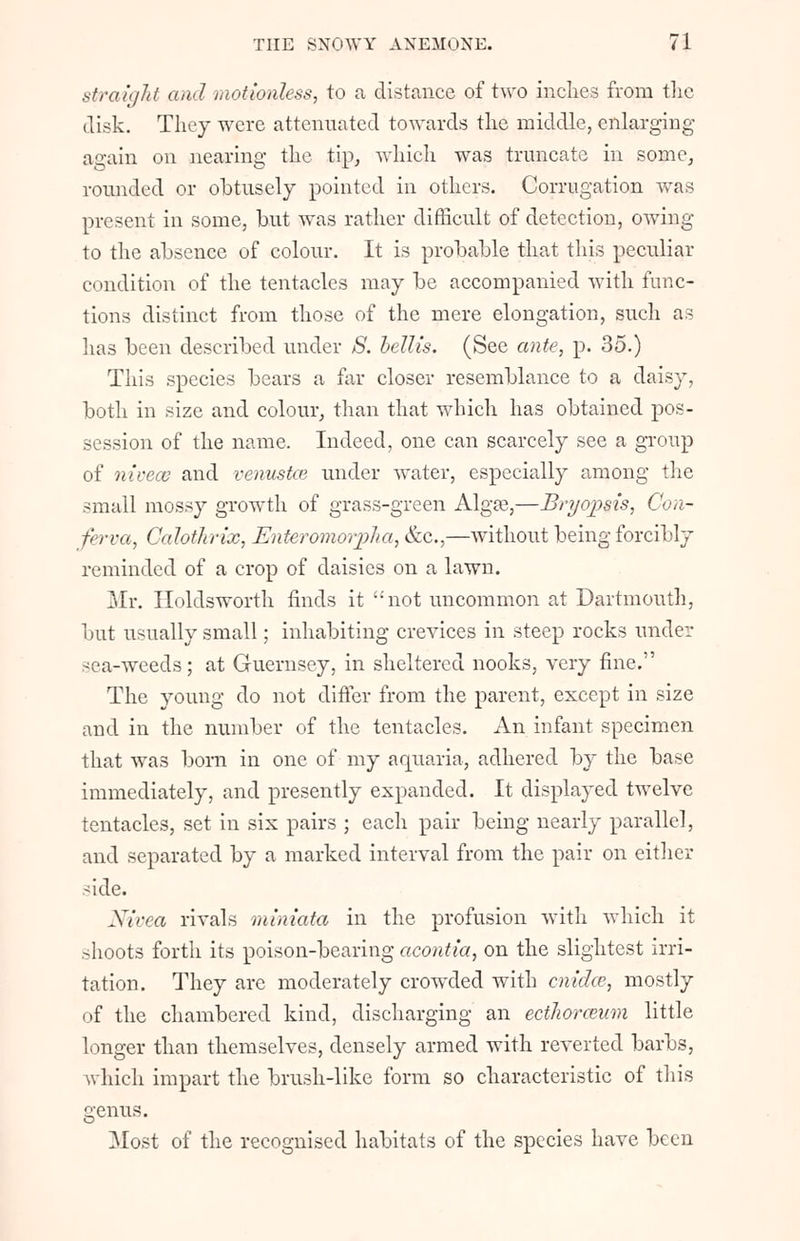 straight and motionless, to a distance of two inches from the disk. They were attenuated towards the middle, enlarging again on nearing the tip, which was truncate in some, rounded or obtusely pointed in others. Corrugation was present in some, but was rather difficult of detection, owing to the absence of colour. It is probable that this peculiar condition of the tentacles may be accompanied with func- tions distinct from those of the mere elongation, such as has been described under S. bellis. (See ante, p. 35.) This species bears a far closer resemblance to a daisy, both in size and colour, than that which has obtained pos- session of the name. Indeed, one can scarcely see a group of nivecc and venustce under water, especially among the small mossy growth of grass-green Algae,—Bryopsis, Con- ferva, Calothrix, Enteromorpha, &c,—without being forcibly reminded of a crop of daisies on a lawn. Mr. Holdsworth finds it ':not uncommon at Dartmouth, but usually small; inhabiting crevices in steep rocks under sea-weeds; at Guernsey, in sheltered nooks, very fine. The young do not differ from the parent, except in size and in the number of the tentacles. An infant specimen that was born in one of my aquaria, adhered by the base immediately, and presently expanded. It displayed twelve tentacles, set in six pairs ; each pair being nearly parallel, and separated by a marked interval from the pair on either side. Nivea rivals miniata in the profusion with which it shoots forth its poison-bearing ctcontia, on the slightest irri- tation. They are moderately crowded with cnidce, mostly of the chambered kind, discharging an ectJwrceum little longer than themselves, densely armed with reverted barbs, which impart the brush-like form so characteristic of this genus. Most of the recognised habitats of the species have been