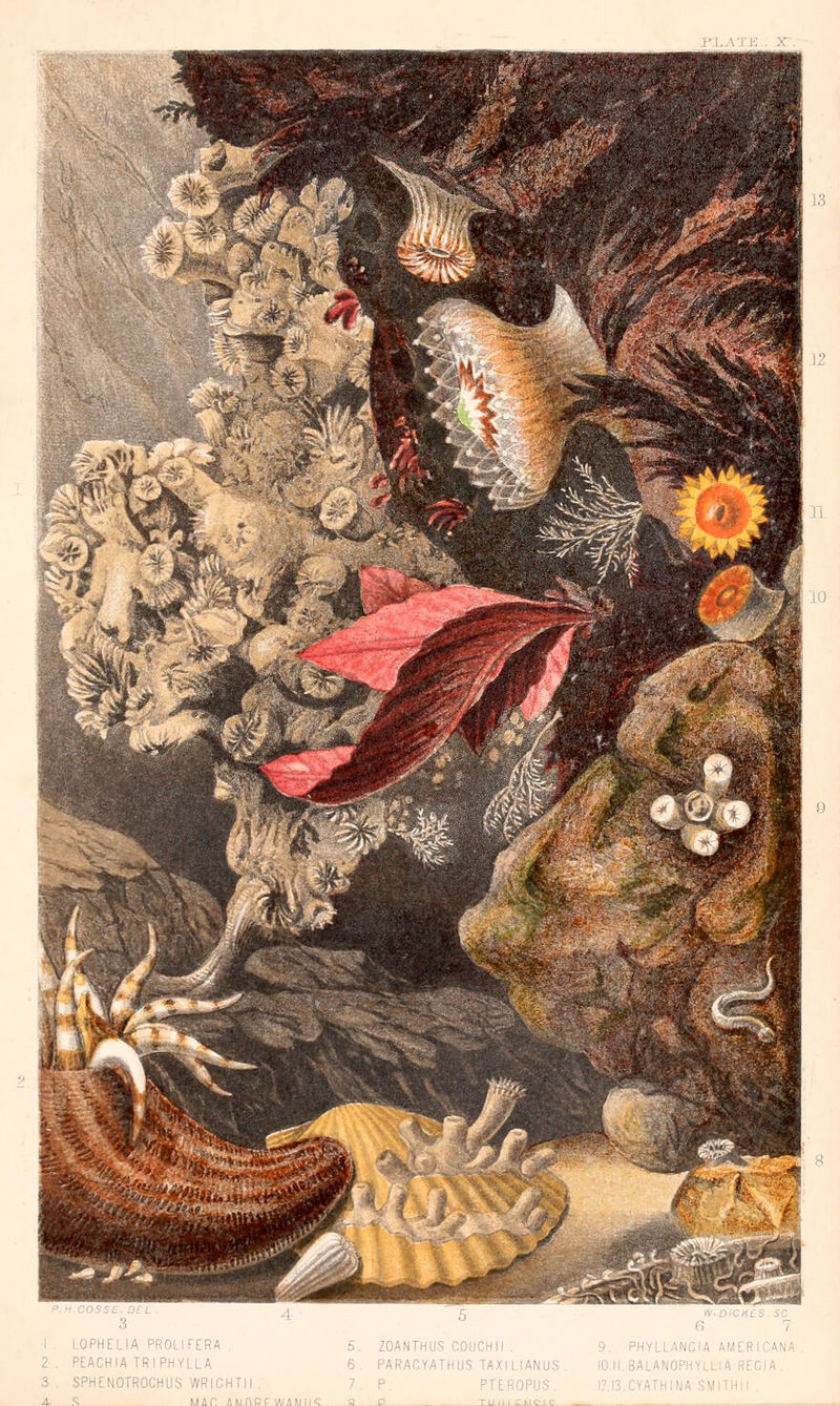 I'l.A'l 3 I . LOPHELIA PROLIFERA . 2. PEACH IA TRIPHY 3 . SPHENOTROCHUS WRICHTll 5. ZOANTHUS COUCHII . 6. PARACYATHUS TAXIUANUS. 7 P PTLROPUS. '•cues, sc ; 7 9. PHYLLANCIA AMER 10.11. BALANOPHYLLIA RE( 4- S MAT AMHRTWAMi rum ,- ' Q ! c