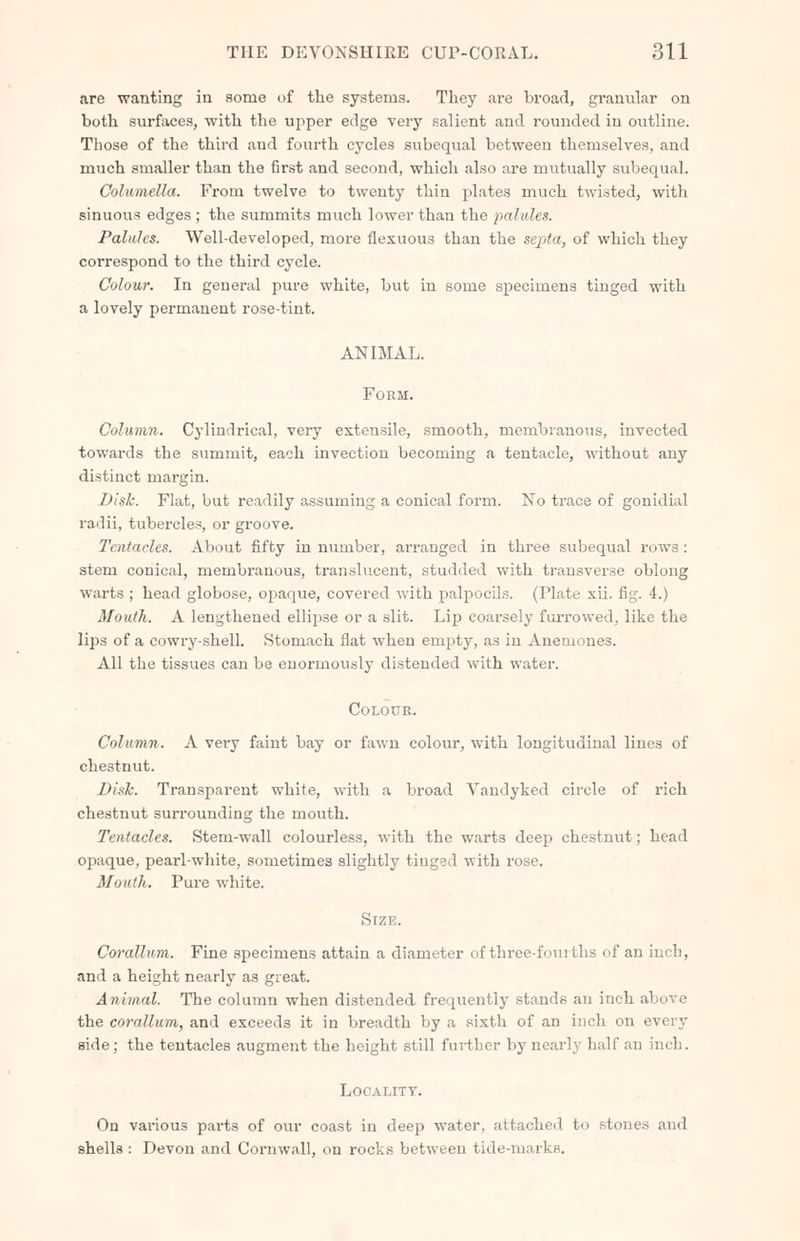 are wanting in some of the systems. They are broad, granular on both surfaces, with the upper edge very salient and rounded in outline. Those of the third and fourth cycles subequal between themselves, and much smaller than the first and second, which also are mutually subequal. Columella. From twelve to twenty thin plates much twisted, with sinuous edges ; the summits much lower than the palules. Palulcs. Well-developed, more flexuous than the septa, of which they correspond to the third cycle. Colour. In general pure white, but in some specimens tinged with a lovely permanent rose-tint. ANIMAL. Form. Column. Cylindrical, very extensile, smooth, membranous, invected towards the summit, each invection becoming a tentacle, without any distinct margin. Disk. Flat, but readily assuming a conical form. No trace of gonidial radii, tubercles, or groove. Tentacles. About fifty in number, arranged in three subequal rows: stem conical, membranous, translucent, studded with transverse oblong warts ; head globose, opaque, covered with palpocils. (Plate xii. fig. 4.) Mouth. A lengthened ellipse or a slit. Lip coarsely furrowed, like the lips of a cowry-shell. Stomach flat when empty, as in Anemones. All the tissues can be enormously distended with water. Colour. Column. A very faint bay or fawn colour, with longitudinal lines of chestnut. Disk. Transparent white, with a broad Vandyked circle of rich chestnut surrounding the mouth. Tentacles. Stem-wall colourless, with the warts deep chestnut; head opaque, pearl-white, sometimes slightly tinged with rose. Mouth. Pure white. Size. Corallum. Fine specimens attain a diameter of three-fourths of an inch, and a height nearly as great. Animal. The column when distended frequently stands an inch above the corallum, and exceeds it in breadth by a sixth of aD inch on every side ; the tentacles augment the height still further by nearly half an inch. Locality. On various part3 of our coast in deep water, attached to stones and shells : Devon and Cornwall, on rocks between tide-marks.