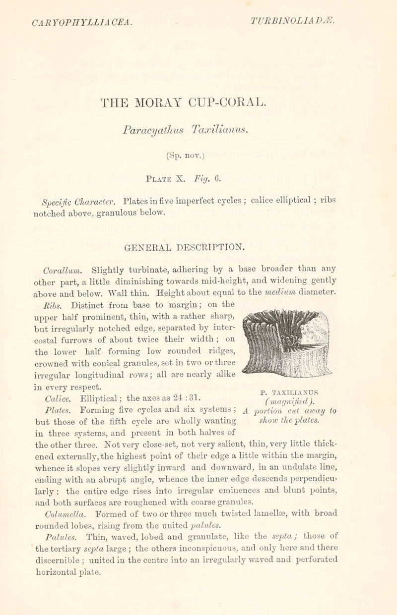 CARYOPHYLLIA CEA. TURB1N0LIA DA THE MORAY CUP-CORA],. Paracyathus TaxiUanus. (Sp. nov.) Plate X. Fig. 6. Specific Character. Plates in five imperfect cycles ; calice elliptical; ribs notched above, granulous below. GENERAL DESCRIPTION. Corallam. Slightly turbinate, adhering by a base broader than any other part, a little diminishing towards mid-height, and widening gently above and below. Wall thin. Height about equal to the medium diameter. Ribs. Distinct from base to margin; on the upper half prominent, thin, with a rather sharp, but irregularly notched edge, separated by inter- costal furrows of about twice their width ; on the lower half forming low rounded ridges, crowned with conical granules, set in two or three irregular longitudinal rows; all are nearly alike in every respect. Calice. Elliptical; the axes as 24 : 31. ^\magnifiedj. Plates. Forming five cycles and six systems ; ^ portion cut away to but those of the fifth cycle are wholly wanting show the plates. in three systems, and present in both halves of the other three. Not very close-set, not very salient, thin, very little thick- ened externally, the highest point of their edge a little within the margin, whence it slopes very slightly inward and downward, in an undulate line, ending with an abrupt angle, whence the inner edge descends perpendicu- larly : the entire edge rises into irregular eminences and blunt points, and both surfaces are roughened with coarse granules. Columella. Formed of two or three much twisted lamellae, with broad rounded lobes, rising from the united pal ides. Palules. Thin, waved, lobed and granulate, like the septa; those of the tertiary septa large ; the others inconspicuous, and only here and there discernible ; united in the centre into an irregularly waved and perforated horizontal plate. P. TAXILIANUS