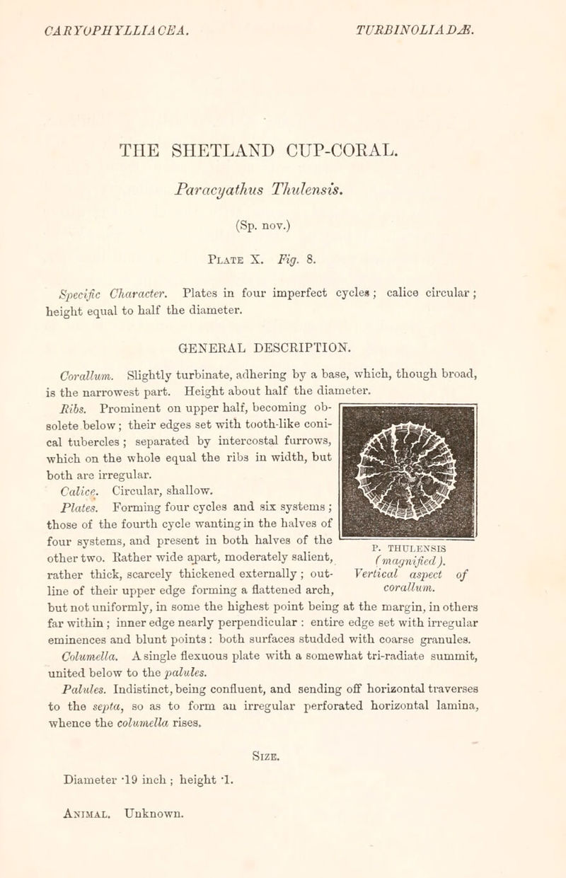 THE SHETLAND CUP-CORAL. Paracyathus Thulensis. (Sp. nov.) Plate X. Fig. 8. Specific Character. Plates in four imperfect cycles; calice circular ; height equal to half the diameter. GENERAL DESCRIPTION. Corallum. Slightly turbinate, adhering by a base, which, though broad, is the narrowest part. Height about half the diameter. Hibs. Prominent on upper half, becoming ob- solete below; their edges set with tooth-like coni- cal tubercles ; separated by intercostal furrows, which on the whole equal the ribs in width, but both are irregular. Calice. Circular, shallow. Plates. Forming four cycles and six systems ; those of the fourth cycle wanting in the halves of four systems, and present in both halves of the other two. Rather wide ajpart, moderately salient, rather thick, scarcely thickened externally ; out- line of their upper edge forming a flattened arch, but not uniformly, in some the highest point being at the margin, in others far within; inner edge nearly perpendicular : entire edge set with irregular eminences and blunt points: both surfaces studded with coarse granules. Columella. A single flexuous plate with a somewhat tri-radiate summit, united below to the palules. Palules. Indistinct, being confluent, and sending off horizontal traverses to the septa, so as to form au irregular perforated horizontal lamina, whence the columella rises. P. THULENSIS (magnified). Vertical aspect of corallum. Size. Diameter *19 inch ; height *1. Animal. Unknown.