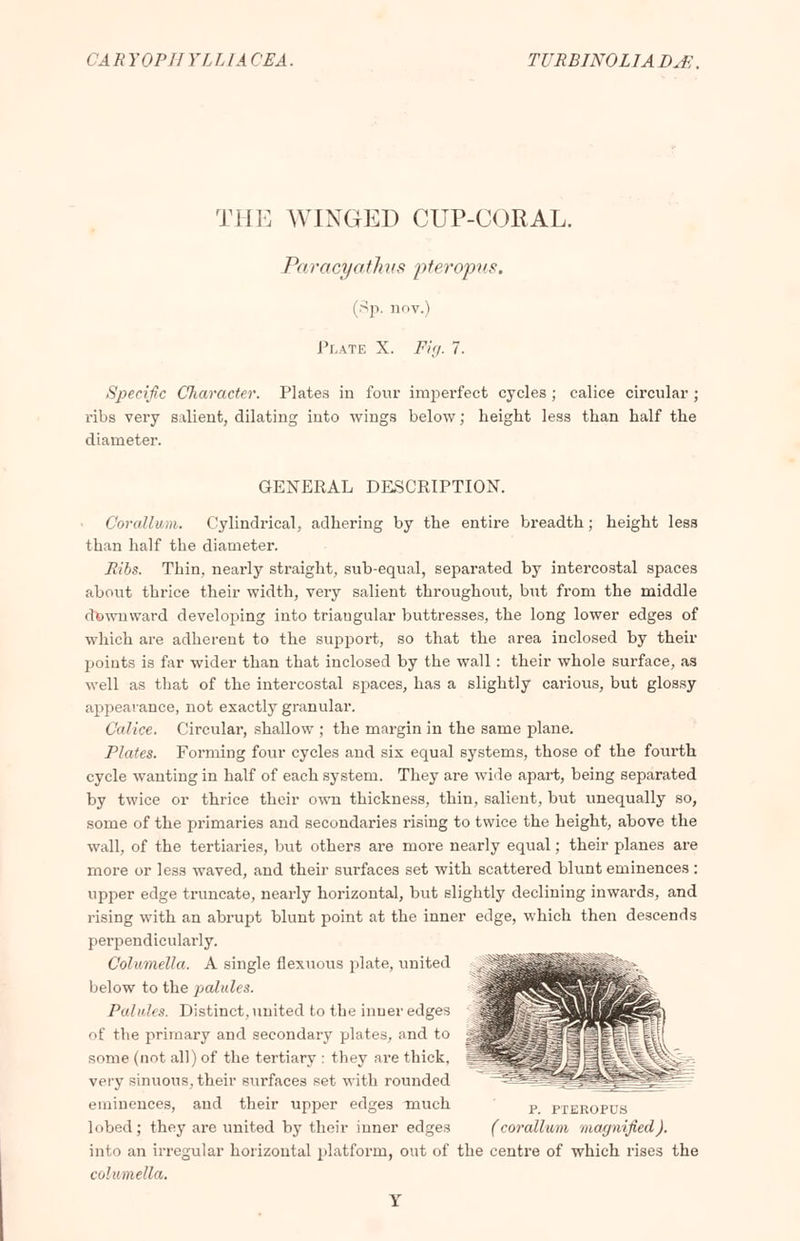 THE WINGED CUP-CORAL. Paracyaihus pteropus. (Sp. imv.) Plate X. Fig. 7. Specific Character. Plates in four imperfect cycles ; calice circular ; ribs very salient, dilating into wings below; height less than half the diameter. GENERAL DESCRIPTION. Corallwm. Cylindrical, adhering by the entire breadth; height less than half the diameter. Ribs. Thin, nearly straight, sub-equal, separated by intercostal spaces about thrice their width, very salient throughout, but from the middle downward developing into triaugular buttresses, the long lower edges of which are adherent to the support, so that the area inclosed by their points is far wider than that inclosed by the wall: their whole surface, as well as that of the intercostal spaces, has a slightly carious, but glossy appearance, not exactly granular. Calice. Circular, shallow ; the margin in the same plane. I'l'ites. Forming four cycles and six equal systems, those of the fourth cycle wanting in half of each system. They are wide apart, being separated by twice or thrice their own thickness, thin, salient, but unequally so, some of the primaries and secondaries rising to twice the height, above the wall, of the tertiaries, but others are more nearly equal; their planes are more or less waved, and their surfaces set with scattered blunt eminences : upper edge truncate, nearly horizontal, but slightly declining inwai-ds, and rising with an abrupt blunt point at the inner edge, which then descends perpendicularly. Columella. A single flexuous plate, united below to the palules. Pal ides. Distinct, united to the inner edges of the primary and secondary plates, and to some (not all) of the tertiary : they are thick, very sinuous, their surfaces set with rounded eminences, and their upper edges much p pteropus lobed; they are united by their inner edges (corallam magnified). into an irregular horizontal platform, out of the centre of which rises the columella.