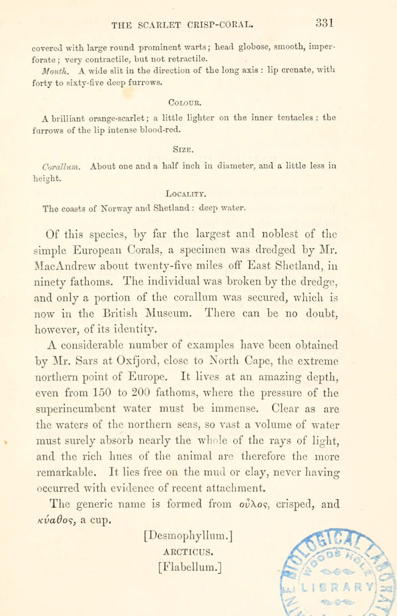 covered with large round prominent warts; head globose, smooth, imper- forate ; very contractile, but not retractile. Mouth. A wide slit in the direction of the long axis : lip crenate, with forty to sixty-five deep furrows. Colour. A brilliant orange-scarlet; a little lighter on the inner tentacles : the furrows of the lip intense blood-red. Size. Corallum. About one and a half inch in diameter, and a little less in height. Locality. The coasts of Norway and Shetland: deep water. Of this species, by far the largest and noblest of the simple European Corals, a specimen was dredged by Mr. MacAndrew about twenty-five miles off East Shetland, in ninety fathoms. The individual was broken by the dredge, and only a portion of the corallum was secured, which is now in the British Museum. There can be no doubt, however, of its identity. A considerable number of examples have been obtained by Mr. Sars at Oxfjord, close to North Cape, the extreme northern point of Europe. It lives at an amazing depth, even from 150 to 200 fathoms, where the pressure of the superincumbent water must be immense. Clear as are the waters of the northern seas, so vast a volume of water must surely absorb nearly the whole of the rays of light, and the rich hues of the animal arc therefore the more remarkable. It lies free on the mud or clay, never having occurred with evidence of recent attachment. The generic name is formed from ovXos, crisped, and KvaOos, a cup. [Desmophyllum.] ARCTICUS. [Flabellum.] r^. /***