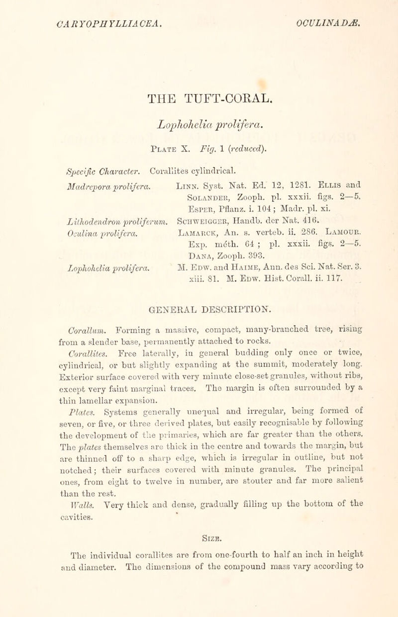 THE TUFT-CORAL. Lophohelia prolifera. Plate X. Fig. 1 {reduced). Specific Character. Corallites cylindrical. Madrcpora prolifera. Linn. Syst. Nat. Ed. 12, 1281. Ellis and Solander, Zoopb. pi. xxxii. figs. 2—5. Esper, Pflanz. i. 104; Madr. pi. xi. Lithodendron proliferum. Schweigger, Handb. der Nat. 41b'. Ocidina prolifera. Lamarck, An. s. verteb. ii. 286. Lamour. Exp. rndth. 04 ; pi. xxxii. figs. 2—5. Dana, Zoopb. 393. Lophohelia prolifera. M. Edw. and Haime, Ann. des Sci. Nat. Ser. 3. xiii. 81. M. Edw. Hist. Corall. ii. 117. GENERAL DESCRIPTION. Corallum. Forming a massive, compact, many-brancbed. tree, rising from a slender base, permanently attacbed to rocks. Corallites. Free laterally, iu general budding only once or twice, cylindrical, or but sligbtly expanding at tbe summit, moderately long. Exterior surface covered witb very minute close-set granules, without ribs, except very faint marginal traces. The margin is often surrounded by a thin lamellar expansion. Plates. Systems generally unequal and irregular, being formed of seven, or five, or three derived plates, but easily recognisable by following the development of the primaries, which are far greater than the others. The plates themselves are thick in the centre and towards the margin, but are thinned off to a sharp edge, which is irregular in outline, but not notched; their surfaces covered with minute granules. The principal ones, from eight to twelve in number, are stouter and far more salient than the rest. Walls. Very thick and dense, gradually filling up the bottom of the cavities. Size. The individual corallites are from one-fourth to half an inch in height and diameter. The dimensions of the compound mass vary according to