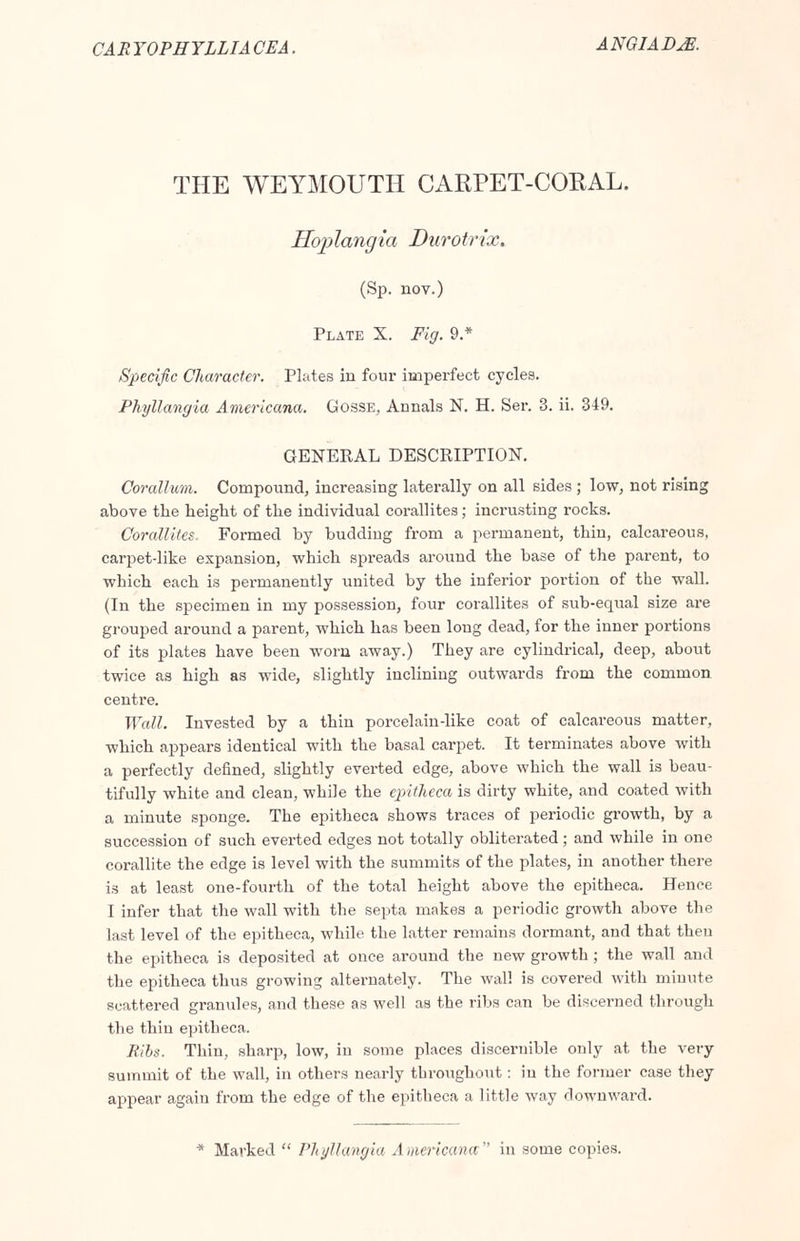 THE WEYMOUTH CARPET-CORAL. Hoplangia Durotrix. (Sp. nov.) Plate X. Fig. 9.* Specific Character. Plates in four imperfect cycles. Phyllangia Americana. Gosse, Annals N. H. Ser. 3. ii. 349. GENERAL DESCRIPTION. Corallum. Compound, increasing laterally on all sides ; low, not rising above the height of the individual corallites; incrusting rocks. Corallites, Formed by budding from a permanent, thin, calcareous, carpet-like expansion, which spreads around the base of the parent, to which each is permanently united by the inferior portion of the wall. (In the specimen in my possession, four corallites of sub-equal size are grouped around a parent, which has been long dead, for the inner portions of its plates have been worn away.) They are cylindrical, deep, about twice as high as wide, slightly inclining outwards from the common centre. Wall. Invested by a thin porcelain-like coat of calcareous matter, which appears identical with the basal carpet. It terminates above with a perfectly defined, slightly everted edge, above which the wall is beau- tifully white and clean, while the epitheca is dirty white, and coated with a minute sponge. The epitheca shows traces of periodic growth, by a succession of such everted edges not totally obliterated; and while in one corallite the edge is level with the summits of the plates, in another there is at least one-fourth of the total height above the epitheca. Hence I infer that the wall with the septa makes a periodic growth above the last level of the epitheca, while the latter remains dormant, and that then the epitheca is deposited at once around the new growth ; the wall and the epitheca thus growing alternately. The wall is covered with minute scattered granules, and these as well as the ribs can be discerned through the thin epitheca. Ribs. Thin, sharp, low, in some places discernible only at the very summit of the wall, in others nearly throughout: in the former case they appear again from the edge of the epitheca a little way downward. Marked  Phyllangia Americana in some copies.