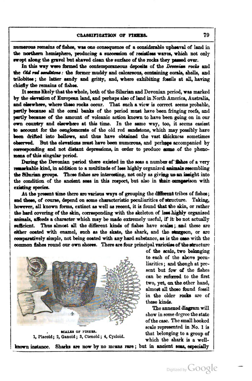 imm«roii8 lemabis of fishes, vm one ooiueqaeiioe of a oonsidecaUe uphMval of land in tbe northem hemisphere, producing a saooessioii of resisllees wares, which not only swept along the gravel hat shaTed clean ihe^ suiiace of the rocks they passed oyer. In this way wero finmed the contemporaneous deposits of the Devonum roelea and ibe Old nd atmdttone: the fbrmer muddy and calcareous, ^xmtaining corals, shells, and trilobites; the latter sandy and gritty, and, where exhibiting fossils at all, haying chiefly the remains of fiiihes. It seems likely that the whole, both of the Silurian and Devonian period, was marked hy the deration of European land, and perhaps also of land in North America, Australia, and ekiewhere, where these rocks occur. That such a view is correct seems probable, psaily because all the coral banks of the period must have been fringing ree&, and partly because of the amount of volcanic action known to have been going on in our own country and elsewhere at this time. In the same way, too, it seems easiest to aoeoont for the oonglomerate of the old red sandstone, whibh may possibly have been drifted into hollows, and thus have obtained the vast ithickness sometimes observed. But iJie elevatioiis nrast have been numerous, and perh^s accompanied by eonesponding and not distant depressions, in order to produce aome of the pheno- mena of this singalar period. During the Devonian period there existed in the seas a numbeir er'Ahes of a very remariuble Idnd^ in addition to a multitude of less highly organised animaLriwcmbling tiie ftkirian groups. These fishes are interesting, not only as giving u»an insight into the condition of the ancient seas in this respect, but also in thain oom^Mnson with existing species. At the present time there are various ways of grouping the dflferent tribes of fishes; and these, of course, depend on some characteristic peculiarities of steucture. Taking, however, all known forms, extinct as well as recent, it is found that the skin, or rather tiie luffd covering of the skin, corresponding with the skeleton of lesaiughly organixed animals, affords a character which may be made extremely useful, if it be not actually sufficient. Thus almost all the different kinds of fishes have scalas;. and these are either coated with enamel, such as the skate, the shark, and the staxgeon, or arc comparatively simple, not being coated with any hard, substance, as is the caaewith the common fishes round our own shores. There are four principal varictiM of tiie sCructurc of the scale,, two belonging to each of the above pecu- liarities ; and though at pre- sent but fow of the fishes can be reforred to the first two, yet, ontheother hand, almost all those found fossil in the older rocks are of these kinds. The annexed diagram will show in some degree the state of the case. The small hooked scale represented in No. 1 is that belonging to a group of which the shark is a well- known instance. Sharks are now by no means rare; but in ancient seas, especially acALCs or fishrs. 1, Placoid; 2, Ganoid; 3, Ctenoid; 4, Cycloid.