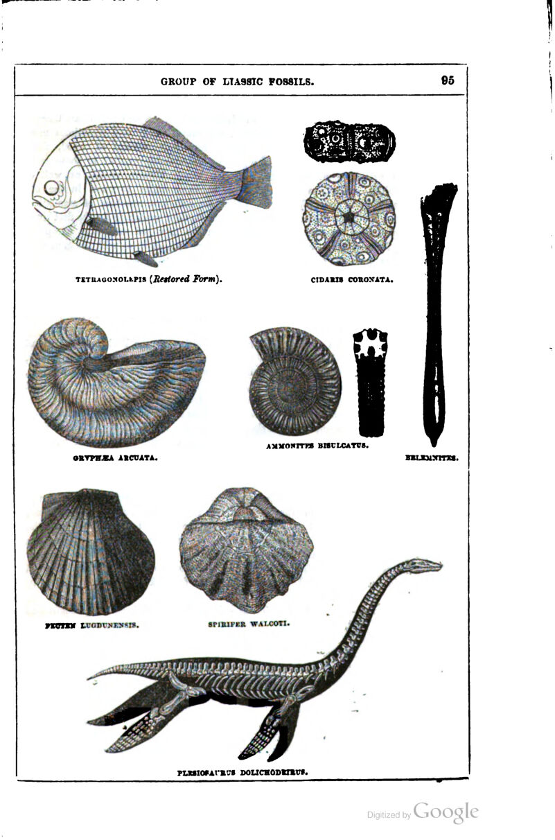 TETUAGoxoLfcPis {Rettortd Form). CIDAU8 COnOXATA. AMVONITES BZBULCATV8. ORTPHJKA ABCUATA. PUClIOfAl'mOS DOUCHOBtimVf.