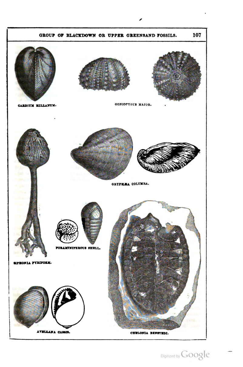 ^B^ CAKDIUX niLLAXVM. OONIOPYOUS MAJOn. ATBLKJUTA CASSIS. CmLOKZA BIH8TSDX.