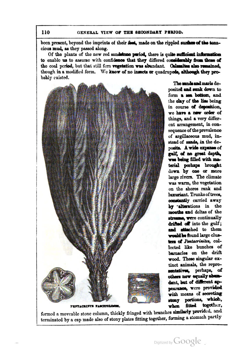 been present, beyond the imprints of their iati^ made on the rippled soitetof tiM ioaa- cious mud, as they passed along. Of the plants of the new red sandMono pwio^ there is quite mffiiMrBt iiiftTiMUrm to enable ub to assume with confideaot that thej^ differed eonateiUy fnm ihxmb oi the cool period, but that still fern vegetation wai ahimdant. CUoutea alto tenained^ though in a modified form. AVc knotr of no inaecta or quadrupedal attfaou^ thoy pio* bably existed. Tbo nwfaaifcfl maris de- posited and conk down to form m aea bottom, and the oky of the Itas being in course of depondon, we have a imw order of things, and a very differ- ent arrangement, in con- sequence of the prevalence of argillaceous mud, in- stead of sandsi in the de- poaita. AindaezpaBBeof g«l( of so great disf^ waa being filled witli mft- terial peihapa bron^t down by one or more large rivers. The climate was warm, the vegetation on the shores rank and luxuriant. Trunks of trees, oooatantly carried away by 'alterations in the I and deltas of the ere continually driltad off into the gulf; aad attached to them irooUba fbund large dua- ten of Fmtaerinitety col- lected like bunches of barnacles on the drift wood. These singular ex- tinct iimi*^ the reprc- aentitiveBi perhaps, of otheia now eq^uaUyaUaa- dant, bat of dillbient ap- pearaaoa, were providicd with means of socretini^ ata&y portions, which, VKXTAcaisx* fAsciccaMos. when fitted togc^er, formed a moveable stone column, thickly fringed with branches amilarly provided, a^d terminated by a cap made also of stony plates fitting together, forming a stomach partly