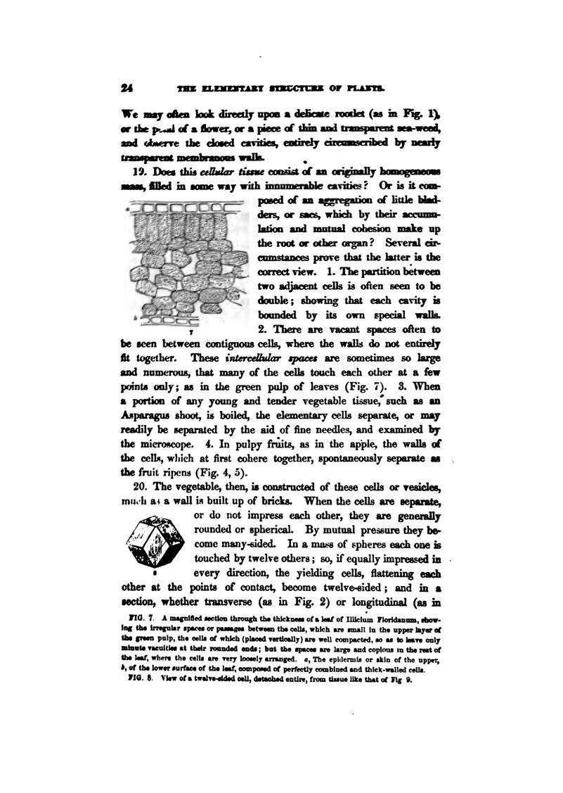 We maj often look directlf opon a deficHe nwdet (as in F%. 1% «r Utt ff.^ at a Iknrer, or a piece of dun and trm^nrent sea-weed, and <A»erre the dosed cavities, eodr^ ciEcanscribed bf neaiif tnosparmt membnmom walk. 19. Does this edbdar tissue oooast of an or^inallj- hamageneow , filed in some waj with innmneiaUe cavities ? Or is it eom- poeed of an ^gregatiao of little Mad- ders, or sacs, whidi by their accmnn- hitioa and mntoal cohesion make up the root or other <B-gan? Several dr- cmnstanoes jmnre that the latter is the oonect view. 1. The partition between two adjacent oeDs is often seen to be double; showing that each cavity is bounded bj its own special walls. 2. There are vacant spaces tAnn to be seen between contigoons cells, where the walls do not entird^ fit together. These intercdbiiar spaces are stHuetimes so huge and namcrous, that many of the cells touch each other at a few pcnnts only; as in the green pulp of leaves (Fig. 7). 3. When a portion of any young and tender vegetable tissue,'such as an Asparagus shoot, is boiled, the elementary cells separate, or may readily be separated by the aid of fine needles, and examined by the microscope. 4. In pulpy fruits, as in the apple, the walla of the cclbt, which at first cohere together, spontaneously separate as the fruit ripens (Fig. 4, 5). 20. The vegetable, then, is constructed of these ceUs or resides, mii<'h ai a wall is built up of bricks. When the cells are separate, or do not impress each other, they are generally rounded or spherical. By mutual pressure they be- come many-sided. In a nuit>s of spheres each one is touched by twelve others; so, if equally impressed in every direction, the yielding ceUs, flattening eadi other at the points of contact, become twelve-sided; and in a MCtioD, whether transverse (as in Fig. 2) or longitudinal (aa in no. 7. A nuffnlflcd Metion Uirough Uw thScknew of a leaf of IlUcium Floridanmn, riMw ins tiM ImgnUr ipacoi or ptatages between the cells, whkh are imall in the upper layer ef Um green palp, the eella of whkh (placed TertloaUy) are well compacted, no aa to leaTe only mtaata Taeoitlee at their lonnded endi; bat the epacet are large and coplons in the net of the leaf, where the celU are rery loonly arranged, a, The epidermto or skin of the upper, *« of the lower •urfkca of the leaf, eompoeed of perfitctiy combined and thick-walled celli.