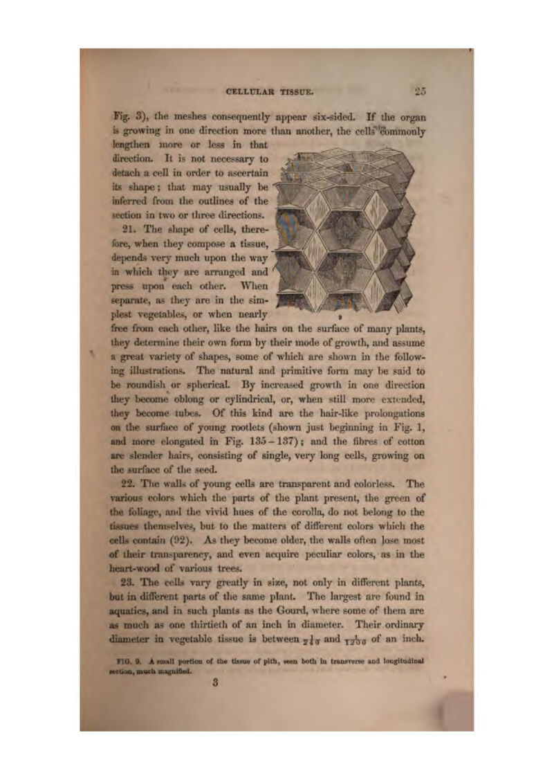 c^t.iTLAB Tiasrs. '$5 tg. 3), the meshed consequently appear six-sided. If tlie organ growing in one direction more than nnolher, the cplli^'^minotilj igthen more or lesg in that .^ direction. It h not nece^saij to detadi a cell in order to fli^cerlain its shape; that may usually l>e inferrt'd from llie outlines of (he MTClion in iwo or three directions:, 21. The shape of cells, there- sre, when tbey compoi=« a tissue, epcnds very much upon the way which they are arrangod and u|»on each other. Wlven ^■eporate., as they are in the ^ini- plest vegetables, or when nearly free from each otlier, like the hairs on the surface of majiy phmt^ they determine their own form hy their mode of growlli, and aasume a great variety of shajics, some of wlikh are iiliown in the follow- ing illustralioni*. The natural juul primJtiie fonn miiy be faJd to be rounditf]) or splicripaL By inci'i'itiod growth in one direction lliey beconK! oblong or cylindrical, or, when ?tiU more extended, they become Uthcs. Of this kind are the hair-like prolongsitiona ail the surface of youag rootlets (shown just beginning in Fig. 1, luid more donated in Fig. 135-137); and the fibres of cotton ftftr ^ilcnder hair?,, consisting of single, very long cells, growiug on the iurface of the seed. 22. The waU>> of young cells are tranf^parent and colorless. The various colors which the part^ of the plant present, the green of the foUiigc, and ihc vivid hues of the corolla, do not belong to the tissues themselves, but to the matters of different colors wliich the oeUs wmtairi (*^2). A& they become older, the walls often Jar^e mo$t of iJieir li-an^itareney, aiul even acquire jteculiar colors, as in the heart-wood of various trees. 23. The celti xmry grcjitly in &Ixe, not oniy in diRertrnt plants, but in different parts of the snme plant. The Inr'gest arc found ia iquatJcs, arid in such plants as the Gourd, wlicre some of them are as touch iL'i one thirtietli of an inch in dtfimcter. Their ordinary diamtiter in vegetable tissue h between jju- and tj1j3 ***' ** incli. n6.t, A rmiUI portiro of tW Oana* ot pltb, •«eii botli lu Uwmvise pjid loufttiuUiiBl 3