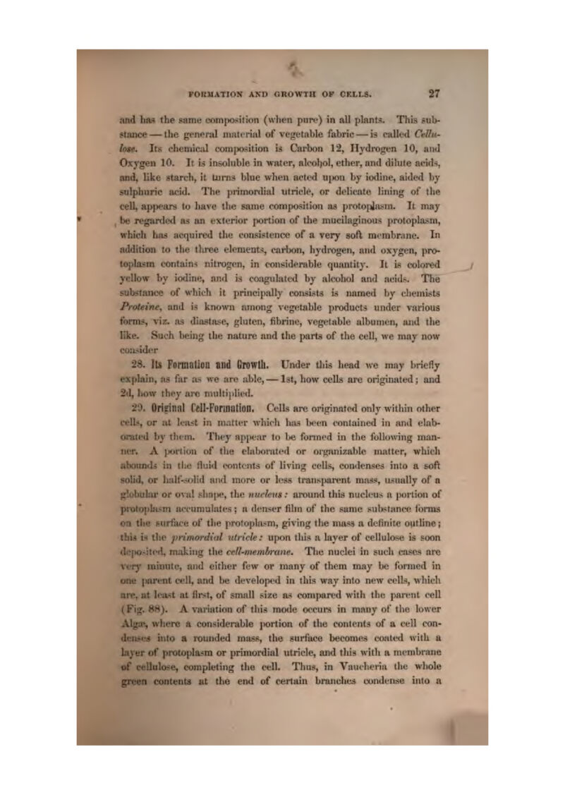 and has the same composition (when pun*) in all plants. This eiib- ttanco — the gfrv»>rjj mntt riiil of vff^i'lsfibltj fabriL- — is ndknl Ctflfu- bt*. Its chemlfuil comjioAilion is Carbon 12, Ilvdrogt-n 10, ami Oxygen 10. It is insoluble in water, al(>ol)ol, ether, and dilute aeicl*, and, like starch, it Uirns blue whtoi tivivd uiwu by itxlint', aided by sulphuric acid. The pninonliul iitriele, or «!olieatc litiing of the ceU, api>eare to have the same conipo$iiioii jw proiopiasin. It may , in; regwrrlctl ni? an fxlenor ponion of the mucilflginoiis protoplasm, which \kii3 acquired llie consistence of a very soft mcrabrme. In addition to the tliree element:!, carbon, hydrogen, and oxygen^ pro- lo])Ia$m contains nitroupn, in considprahle quuntity. It is volored ydlow by iodiut;, nud is coagidaitd by ah'ohal and nciil^. Tlie sufelaiiee of which it princiiially coasis'ts is uained by cliemiists Prottirte, and is known ninong vegetable pi-oducts under varioua forniii, viz. as diiislJt?e, gluten, fibrine, vegetable julbwitu-nj, mid the like. Such being I be nature nnd the parts of the cell, we may now coa^idr'r 25. }U FtJrmotion nitd Growtll, Under tlii* head we may briefly explain, JI5 fiir as we are aide, — Ist, how cella are originated; and 2fl, bow thr-y arc nnthi|ilied. '2'X Orieiutll rdl-Fonniltiotl. Cells are oriprinntfid only within other ivlL*, or ul IciLsl in inatlt'i' whieli has been <*onlaiiied in ami elal>- ornted by th<'in. They ap|K-nr to be fonned in the tblluwinj; man- tUT. A portion of tlie chiljorated or or^nizable matter, which ab(mn«I; in the fliiid rontcnts of living celis, condense.^ into a soft solid, or biilf-.H<did and more or less transjiait-nt mail:*, u^uatly of a globuhu* or oval sha|je, the nutlent: around this nucleus a portson of pi-otoidii-m acciiniuliilt's ; n denser fl!«i of the same sultstanee Ibnus on tlie jsiirtiu-e of the iirotopht'm, giving (he inuss a tleliTiiic outline; tfaU Lh the primordial utricle: upon tliis n layer of cellulosts is soon fVlto-itfd. makitig the ceU^memltrttne. T\w nuclei in such ca,*cs arc wry miinilc, and cither fi-vv or many of them may be formed in one parent cell, and be developed in this way into new cells, which ore, at It'itit at liist, of snuiil size a^ r«inipHred with the parent cell (Fig. 8H). A variation of tliiiji mode oootu-s in many of tlie loner AlgsR, where A considerable portion of the i>onients of A cell con- dfa>«*.4 into a itiUnded muss, the surface beeome.H ciKited with u Liver of protoplasm or primordial utricle, aiid this with a membrane of celluloi-e, completing the cell. Thus, in Vaueheria the whole green contents at the end of certain branched condense into a