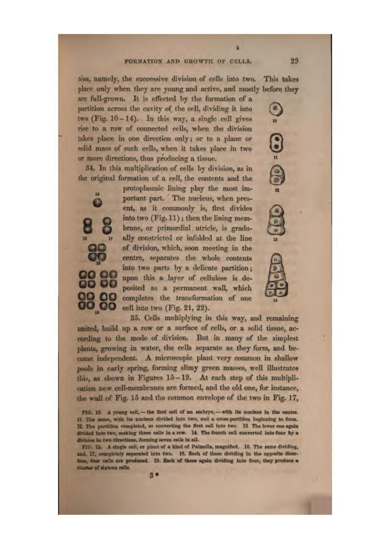 It Q O Q U IT 8 ftOit, lianflcly, ihe suewssive division of CfUs into two. This take>j plttPf only when tlicj* are young jind active, und mostly before they are full-grown. It is effected hy the formation of a [Birtition ncrosii the csivity of the cell, diviiling it into M^J Iwo (Fig. 10-14). In ihii* way, a single wU gives u rise to a row of connected relL;, when the division lakea place in one tlir«?ction only; or to u ]>!ane or r*| wild Dia.se of such ct'll.*, when it takes ]i!jvc« in two \J/ or more directions, thus prorluclng a tissue.  34. In this multiplicadon of cells hy divis.ion, m in the original fbrmaiion of a, (m^II, the contents and the protoplasmic lining play the most inj' portant pari. The niick'ti?, when pros- ent, m it commouly w, flnst divides into two (Fig, 11) J then the lining raem- rrj Q bran*?, or primordial utricle, is gradii- u IT ally coiistrictcd or infolded y.t the line OO of division, which, soon meeting in the QO centre, separates the whole contents -k—. ^^^ ^^^ parte by a delicate partition; J»#* «*i upon this a layer of cellulose ia de- W **•# posited as a permanent wall, which OO C3Q ooniptetcs the tron.'^ronnalion of one OO^OO cell into two (Fig. 21, 22). 35. Cell.'! multiplying in this way, and remaming united, build up a row or a surtiice of celLi, or a solid ti^aue, ac- cording to the mode of divi-sion. But in jnftny of the simplest planta, growing in water, the celk separate aa they form, and be- come independent, A microscopic plant very couunon in shallow pools in early spring, forming slimy green mai^ses, well illustrates thi^, as shown in Figures 15-19. At each step of this muhipli- cation new cell-membranes are formed, nnd the old one, for instance, the wull of Fig- 15 and the common envelope of llie two in Fig. 17, fid. 10 A J^ntig nil,~ the Drmt nil of aii fmbiT-o, — with Ld soctmiR In tb» eantrt. tt TTt* aiuii*, yilOi IM ddd1*u« diftdeii iiit« twQ, sml a cni«»-porttUoi) brglnulng (a form. 13. Tb« [arUth^n rvpipUtcd, k> conTcKlnft tbn flnt Cull Ibto two !3 TIm'lovrr om«g*la dlftdad liiM MO, DUkiDf three eeli* La ■ mm. 14. Ttw finiTth mil «oi)tcH:«i1 Ititofbijr hj m dMikMi la two dtrMtioodi.. foroibg atno <all» In aU. no IV A tlnglB cell, or pUnt of • kind of r«lmcll«, mtftblAed, IS. Tho ntat 4l«14in(, tad, IT, eamiiktilj mjiantail Lata tWO^ 19. tiCh Ot thrM dMdlng In tha opjHitIt* dlf», lk>n, fe«(tr cdili an pMduoid.. 19. tach. vt tbtam *calii dlildlDg Into faux, thaj prgdiiM » diurtar of aUtMrB call*. 3*