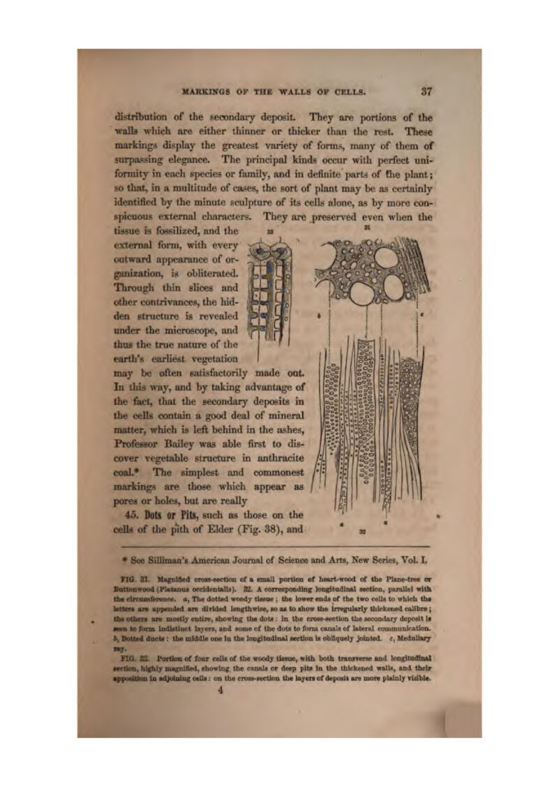 HABKnroe op thb wails o» celi,b. -L strfljulion of the secondary deposit. They are portions of ihc f Trails wlilch ore either thinner or thicker than the rest. These Imarkingj display the greatest variety of forms, tniiny of them of [eorpfl3sing elegance. The principal kinds occur with perfect iini- rfarmity in each ppedes or family, and in definito ports of Ciio plant; rgo that, in a rauhitude of ca.'^es, the sort of plant may be as certainly 'identified hy ihe minute sculpture of its cells slonc, as by more con- [Bpicuous external cluiracters. They are pregerved even wiien llie [.tissue is fbesilized, and the 'ext*niiil form, with every [ CHitward api>earance of or- lization, is obliterated, iroug^h thin slices and 'other contrivaiice^j the hid- den structure is revealed I under the microscope, and I thda the true nature of the eirtJh's earliest vegetation ittay hti often siitisfactorily made oaL thb way, and by taking advantage of be &ct, thai the secondary depwits in I Ihe cells con lair a good deal of mineral loatter, which is left behind in the ashes, Professor Bciiley vse able first to dls- t cover vegetable structure in anthracite :.* The simplest and commonest larMngs are those which appear as jrea or holes, but are really 45. PaU or Fttl, such as those on the of the pith of Elder (Fig. 38), and * 8«e Siiltm&n'a Amenc&ii Jounuit of Science and Arts, New Series, Vol. L tJO, 31- Mji(;iilAed cnm-wcrboD of ■ mull fiortloii of hwt-irood of the Ptkne-tna or BattuQiFood (Pk,luiuJ occidentklU |^ 8S2. A <«<rred9pODdin[^ longltatUiial MCtloti, pomLlel wltk til* etrrjunfmiKV. a, Tiu) ilottiKl vMkIj tianlr ; the \(rmrr tmclii of tbs t»D csUa to whfrh tb« »n tppaoiicd atv dirldEd limgthirice, kmu ta ihow the InvgaMrly thkhoned cBlibra i ■ MX* BiMtly eu'Un!, ahcirlDg tbe dot* : in tbe crosB-Mntkin the eccaokiarjr itcpcnit ll I to lixm indlctiiMi tayen. mi wme of ttw dotj to (ona muils of lateral conimaiiirAtlaiL. 1 Aiwta: tha middls one Iv Uh ^)D^tDdl1ui Mction is DbUtiuel^ Jointed, f, HedniluT no. SS. pQrtloa ot toar colli of tht -waoij tiiiue, m-itb hath tnnrrfnip ftad lODgtRldlnal hlfhlj BilitntAcd, ibowjaj (h« cuval* ar deep plLi in th« th]rk«Di>i) imilLi, and tfaclr la nUolotiig ccUa: on tiw cron-netko ttw l%y«n «f d«porit art wan pUloljr rtdbl*.