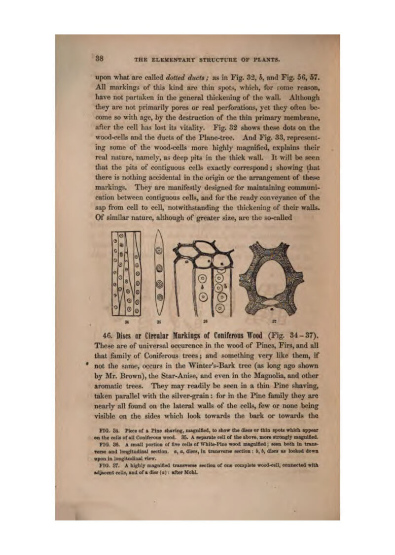 $8 upon what are caU(?d dotted dueti; as in Fig. 33, &, nnri Fig, 5fi, 57. All mnrkingfl of' tliU kind are thin ^jwls, whicli, i'of fotnt* rea?sc>n, liave not purtiiken in the gcnenil thii:kening of the walU Although tliey are not jjrimai-ily pores or real peribration-s yet they often be- come so with »ge, by the destruction of the thia primai'j- membrane,] after tlie tell has lost its vitnlily. Fig. 32 shows these dots on the] wood-cells ftnd the duetii of the Plane-tree. And Fig- 33, represent- ing fotne of the wood-cella more hij^Ivly magnified, explains their real nature, namely, as deep pit^ in the thiek wall. It will be seun that the pits of contiguous cells exaelly correspond; showing that th«re is nothing aeddental in the origin or the arrangement of ihftjc markings', Tiiey are miiniiestly designed for maintaining conuBuni- cation between contiguous celU, and ibr the ready convpyanco of the «ap from cell to cell, notwitlMtanding the thickening of their walk.] Of Bimilar nature, alttiough of greater ske, are the eo-called A^ r-^ i ® O^ © ff^ 1 h^ i) t ' 0 ®. 1 0 cO v \ © 46. Mm or Clrenlar Markinp of Coniferotii Wood (Fig. 34 - 37), These are of universal occurence in the wood of Pine?, Fii*«,afid all that family of Coniferou,* trees j and sometliing very like them, if not the same, occurs in the Winter's-Bark tree (as long ago shown by Mr. Brown), the Star-Anise, and even in the Magnolia, and other aromatic trees. They may readily he seen in a thin Pine shaving, taken parallel with the ailver-grain i for in the Pine family they are neaidy all found on the lateral walls of the cells, few or none being visible on the sides which look towards the bark or towards the FIQ- 84. Pitt:* pf ft Pla* ih^vlng, magnlflHl, to Aow tia iliici or thin spoti vbhrh appoar Mi iht cell* of M Cot)ir«nKui whkI. 35. A npanta rail of tb» Alson, mora ■tniagly mtgolfied^ FIG, 86. A rmmU portioq of fi*e wUl of WillUt-Wo* wood mignltlHl; aeen bolh In tirnnf- T«no mwl loh^tuAilAl »o«tlon. o, a, (tiRs, In tmunne wctloo : J.*, dijra u looked dowa npoD in lou^tudiiufrl Tlcw, I'I<1. ST. A bijctily laigtiltlcd toBMWwim wm&im of oni complatf «(Md.««ll, orauMelwl trlth •dJaciDt ttUs, tnd of t dl« (o): after ItohL