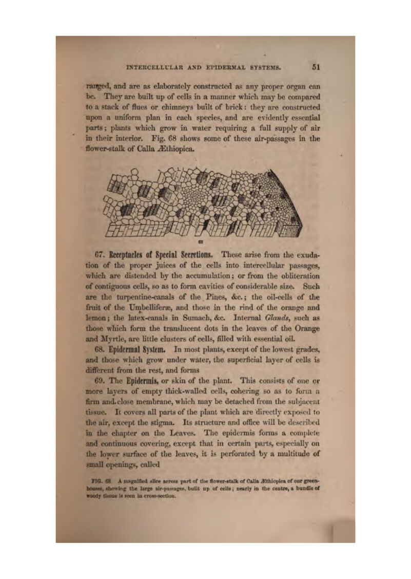 fRTEXCELLlXAR AND EriDEIIHAL SYftTinia. Tiuigeil, and are 115 elnlwirntdy constnictcd as any proper organ cjin be. Tliej' are built up of cells m m niiinncr which may he compared 'to a stack of flues or chimnr-ys built of brick : llify are coustrutctod lipcm ft uniform plan in each species, and ftre evidently essential , parts; pliints whifh priw in water requiring a full supply of air in thfir interior. Fig. 68 shows some of thci-e ixir-passagcs in the Jower^talk of Colla ^tliiopicii. C7. RcceptaclcJi o( Special Seeretiflns. These ari&e fj-om tlie fxuda- tion of the proiM^r juices of the cells into interedliiliir pa'^i^nyts, whicJi are dis.tetideJ by the accumulation; or from tbe obliteration of contiguous cell?, so as to fonn cavities of considerable eize. Sneli are the tur[>enttne-canfll9 of the Pjuca, &c.; the oiK^ells of tlie fruit of the Umhellifersc, and thoue in the rind of the orange and lemoQ; the latc'x-t^analii in Sumach, &c. Intt^rnel Glandt, such or iLose which form the translucent dots in the leaves of the Orange and ilyrtie, are little clut^ters of celli?, filled with essential oil. C8. Epidermal Syslcm. In most plants, except of the lowest grside^i, and those vrhiL-h grow under water, the superficial layer of cells is diflcretit from tlie rest, nnd Ibnns 69- The Epidt^nnili or hkin of the plant. Tliia consists of one or more laj'ers of empty thiek-waUed celb^ cohering so fis to form a firm ajuLclo5e menibrane, which mny be detached from the suhjiicciit tL*sue. It covers nil partii of the plant which are diix'ctly expo^e^l to the Hir, except the etigraa. Its structure and office will be described 5a rlie chapter on llio Leave?* The epidcmiis forma a complete and continurjus covering, exeept that in certain pmls, especially on llie lower surface of the leave*, it is jwrforated by a multitude of email o|>enmgs$, called 710. eS A mn^iaed iUim leniii pArt of tb« Soii«r4tint of CtlUi Jithlopin of our gTHn- bMuat, «br>wlng tlM larga ttr-pungM. built up of eella ; nfulf Id tbe «iiti«^ ■ bundla of «n4f Ibma it mn la crvas'Sdctlun.