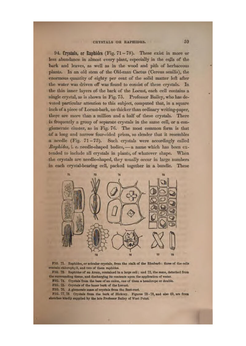 CHYSTALS OR RAPSIDES. Sd 94* Crptflls, or Raphtdts (Fig. 71 — 78). These exiat in more or less abiimlance in rJumst every })Ianl, t-speeiallj in the (.'(Jls of tlie hirk tmd leaves, as welt as iii the wootl and pith of herbaceous plauU. In an old sl^m of the Old-iatui Cactus (Ceivus sentlii;), the enormous qunnifty of etjL'hty per vcut of the solid matter left after I he water was driven otTwas found to consist of thwe tTystab. In the Uiin inner layers of the bark of the Locust, each cell oontains a single crystal, ae h tiliown in Fig. 75, Professor Bailey, who ha< de- voted particular attention to this isuliject,, comiiuted that, in a s^cjuare Inch of a piece of Locust-biirlt, no thicker limn oitlmary writing-paper, |her»? are mow ihsn a million and a htdf of these erystals. There i< freijuonlly a group of separate erystal? in the same cell, or a con- (Elomerate clu&ter, as in Fig. 70. The most common form is that of a lou^ and ntirrow four-^ided prism, so slender that it resembles n needle (Fig- 71-73). Such ci-j'stids were accordingly railed Jiapfn'det, i. e- needle-shajK^d bodic.'*, — a name which Iiaa been ex- tended to include all crj'stals in i)lant.<, of wliutever eliupo. Wlien the crysftttls are needle-shaped, they usually optur in hirge nunibera in each crystal'bearing ceU, packed together iq a bundle, Tlie^e ^ >X OS FTG ;t. RapMdM, or ■clcnlu' eT7*t»Ia, than tba italk of tha Bbalmb: Uam e( tli« «aUft coetaja rblorot^hyll, mai twa of ttwm impb.l'la- ITIO 73. Itapbtdu or u> Amm^ eoittilDKl !o t tors* e«H; im4 73, thn mua, dBtucbod ftom lb» ntrrotindlaf tLune, and dlcctMrglDg lt> (roDtonOi vpoD the sjipKcmtion of vntor. FtO. '4 CryrtarJ* from the bii««i ofm fitiifia, duo of (Jiew • Len)ltro])4 or 4oHbiii, tlG. 7y Cr>'*t^l* of Che Junor btHl of th.t LMust. flO. T^ X jftmnonitd nuaii of cryitalj from tho Il«et-n»t. TW. . TS Cr^iUI* fnoiQ tb* bark of IIIckoTT. Figum TS-T9, mud tina CO, ore ttoa rihrtebn klodljr iuppU*a by tte hta Probsioir B«U«<r of Wwt rolDt,