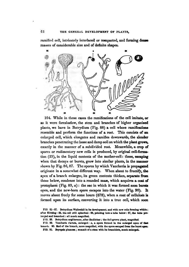 C>1 TUB GKNERAL DEVELOrilEMT OV PLANTS, ramified cell, intricntely interlaced or Compacted, and fonning dense ma-sscs of considerable size and of definite shapes. 104. While in these cases the ramifications of the cell imitate, or as it were foreshadow, the stem and branches of higher organized plants, we have in Botrydium (Fig. 88) a cell whose ramificadans resemble and perform the functions of a root. This consists of an enlarged cell, which elongates and ramifies downwards, the slender branches penetrating the loose and damp soil on which the plant grows, exactly in the manner of a subdivided root Meanwhile, a crop of spores or rudimentary new celk is produced, by ori^nal cell-forma- tion (29), in the liquid contents of the mother-cell: these, escaping when that decays or bursts, grow into similar plants, in the manner shown by Fig. 86,87. The spores by which Yaucheria is propagated originate in a somewhat difierent way. When about to fructify, the ajHix of a branch enlarges, its green contents thicken, separate from those below, condense into a rounded mass, which acquires a coat of protoplasm (Fig. 89, a) t the sac in which it was formed soon bor^ open, and tlie new-lx)m spore escapes into the water (Fig. 90). It moves about freely for some hours (678), when a coat o£ cellulos'e is formed upon its surface, converting it into a true cell, which so(ki FIO. 85-87. BetiyiUum Wallrothli In iti daTelopment, and Trith new colU fbrming wltUn; nfier KatibiK: 85, the cell atilt iplMrieal: 86, pointing Into a tube below: 87, the tab* pio- lonsod and branched: all mach magnified. 1^10. 88. Botrydiuni argilla«eum, after Bndllcher; the full-grown plant, magnified. FTO. 89. Yaucheria claTata, enlarged: a, a ipoi* formed In the enlarged apex of tkat branch. 90. Snd of the branch, more magnified, with the ipore escaped from the burst a|iwb JtlQ. 91. Btyopsb plumoea; gummit of a stem with Its branchlets, mooh enlarged.