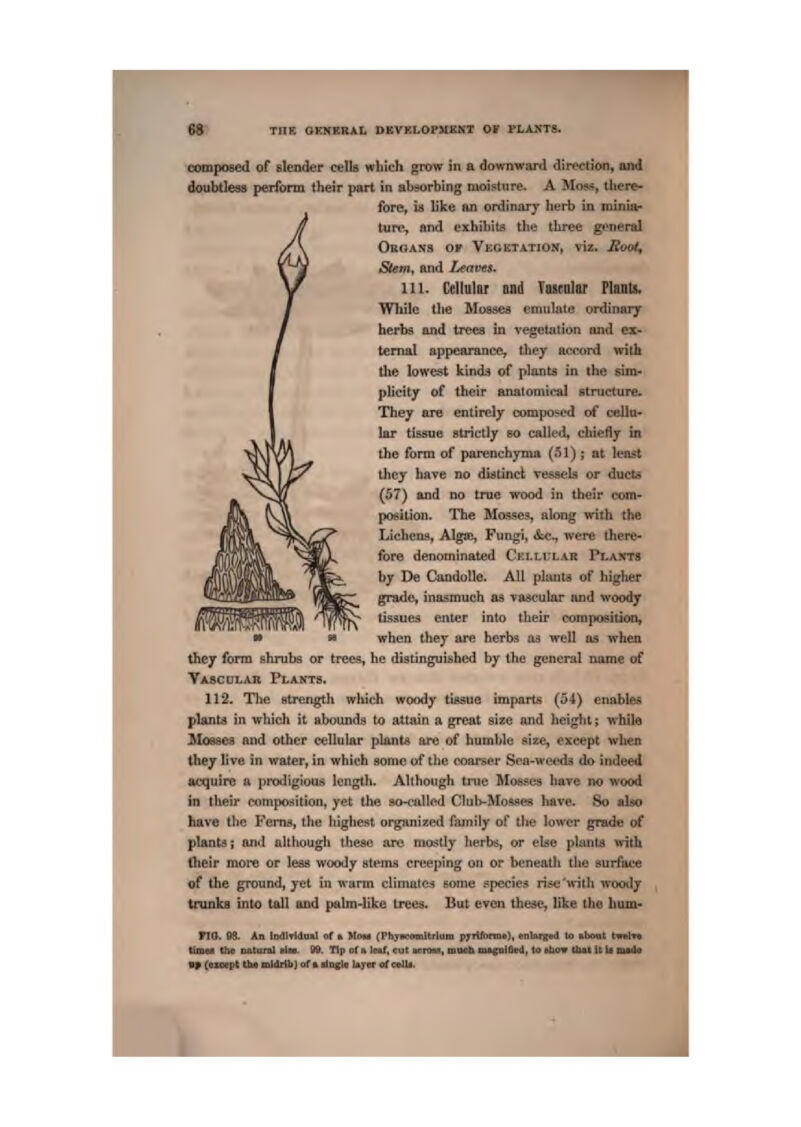 composed of slender celts wliich grow hi a do-w-nward diiwtion, taaA.i doubtleaa perform their part in absorbing moi-^ture. A Jros.*, tliere- fore, h like an ordinarj herb in minla- turt% and exhibits the three gi^tieral Obuan's of Vegetation, viz. Hootf Stemt and Leaves, III. Cellular and Vairntar Plants. While llie Mtjases emulate ordinarj' herbs and tre«a in vegetation and ex- ternal appearance, they accord with the lowest kindd of plants in the $im' plicity of their anatomical structure. They ore entirely oomposed of cellu- lar tissue strictly eo calied, chiefly in the form of parenchyma (51); at least they have no diatinci; vessels or ducts (57) and no true wood in their com- position. The Mosses, aJong with the IjiichenH, Algae, Fungi, iStc., were there- fofe denominated Cellular Plants by De Candolle. All plants of higher grade, inasmuch as vodcular and woody tissues enter into their composiilont when they are herbs aa well as when they form shrubs or trees, he distinguished by the general name of VASCtTLAH Plants. 112. The strength which woody tissue imparts (54) enables plants in which it abounds to attain a great aize and height; while Hoeses and other cellular plants are of humble size, except when they live in water, in which some of the coarser Sea-weeds do indeed acquire a [irodigSou* lengtli. Although true Mosses hove no wood in theii' composition, yet the 9o-<!fllIed Club-Mosses have. S>o also have the Ferns, the highest organized fiunily of the lower grade of plants; and although these are mostly herbs, or eke plania with their moi-e or leas woody stems creeping on or beneatli the surface of the ground, yet in warm climate;! some species rise'with woody tnmkg into tall and palm-like tree&> But even the^ like the bum- VTO. SS. An todlTllaa] of m Hcu (flijnwoiBltikui pjTtfonno), en1af]ge(l to mhoxxt tmh<* timiNt the D&tufal «]«. S9. Tip ofk iMf, cut mnm, mwnb tBtgnlOed, to ekow tiia,t U t> i ■p (9<cept tb« mldrlii] oft itDglo kirer oroAlls.