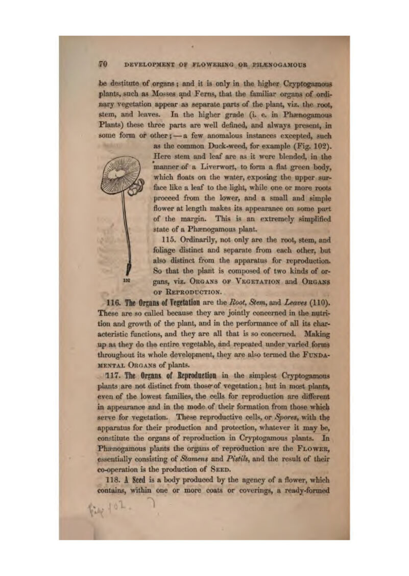 yo 0EVELOP»EKT OK FLOWERING OE PK^NOGAMOCS J^ d^tiuite of oi^ne; and It w only in the liigher Cryplogamous plants, 40 ch aa Mo^-^sca and Ferns, that the fiuiuliar organs of grdi- nsry vegetation appear aa separate parti of the plunt, viz> tlic root, Ktein, and l«^ve^ In ibe higher grade (i, e. in FUninogsunoiis Plants) those thre« parta are well dulined, and alwnj3 present, in some form or other;—a few anomalous instances excepted, mch m iho common Duck-weed, for example (Fig. 102). Here stem aud leaf are as it were bkrtided, jq the manner of a Liverwort, to form a flal, green body, which floats on the water, exposing the upper sur fiice like a leaf to the light, while one or more I'Ootn' proceed from the lower, and a small and eimpk flower at length makes its appearance on some piirt of the margin. This ia an extremely simplLfiedJ BtAte of a Phxnogamou.') plant. 115. Ordinarily, not only are tlie root, stem, and foliage distinct and separate from each otlier, but also distinct from the appiiratuH for reproduction. So that the plant is composed of two kindj of or- • gana, vix. Organs of Vegetation ajid OsGAAa OF Eei-rodcction. 116. The Ol^aiB af Tegetelioe are the Hoot, S(«m, and Leatm (110). These are ?■» calk'd because they are jointly concerned in the nntri-' tion and growth of the plant, and in the performance of uU ita char- acteristic functsona, and thej are all that is so concerned, flaking up )M they do the entire vegetable, and repejired under varied fortQ4 throughout its whole development^ they are also termed the FimDA- MENTAi Organs of plants. 117. The Ofgimi of BcprftdUElion in the gimplest Cryptogamoua plants are not distinct from those- of vegetation.; bnt in most plant% even of the lowest fiitniUes, the cells for reproduction are diffbrent in appeimmce and in the mode of their formation from those whidi serve for vegetation. These reproductive cells, or Sp&res, with tlwj apparatua for their production and protection, whatever it may be, conFtitute the organs of reproduction in Cryptogamoua plants. In Phienogamou3 plants the organs of reproduction are the Flower, c-ssentiully consisting of Siamem and Pistils, and tlie i-esult of their co^iperation is the production of $£ED. 118. A Setd is a body produced by the agency of a flower, which contains, within one or more coats or coverings, a ready-formed