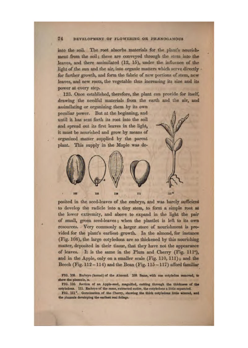 into the soil. Tlie root absorbs materiaLi for tlie |>binl's noimsh- metit from the soil; these are conveyed tlirough tlie st^'^n iiit« the leaves, and there nasicnilated (12, 15), under the itiHueuoa of Uie light of the sun and the air, into organic mutters wbidj serve direcily for furth«?i* g]*owth, iind form the fabric of new portions of &tem, new leaves, and new roots, the ve^table thus increasing it^ size and ita power at every gtt'p. 123, Once e^mblislied, therefore, the plant can provide for itself, drawing the needful materials from the earth and the air, and atsimilsiting or orgsinizlng tbem by its oi>vn peculiar power. But at the beginning, and until it has sent forth it8 root into the soil and spread out it^ fir?t leaves in the light, it must be nourished and grow by meansi of organized matter supplied by tlie parent plant. This supply in the Maple was de- posited in the seed-leaves of the embryo, and was barely sufficient to develop tlie radicle into a tiny atem, to form a simple root at the lower extremity, and above to ex{>and in tlio light the pwr of emaJl, green aeed-lcaves; when the plantlet is leO. to its own resources. Very commonly a larger store of nouri.-^hment is pro- vided for the plant's earliest growth. In the almond, for ingtame (Fig. 108), the large cotyledons axe so thickened by this nourishing mtater, deposited in their tissue, that they have not the appearance of leaves. It is the same in the Plura ai\d Clierry (Fig. 111*), and in the Apple, only on a smaller scale (Fig. 110, lll)t and the Beech (Fig. 112 -114) and the Bean (Pig. 115 -117) aiToM familiar TT(}. KH EmhiTO (JcenMl) of tlw AlraoDd, 109. BamB, wl^ on* eo^tetloa nincn«4, to UtOw the plmnuli, a. flQ. 110. Sectjoa «f aa Appla-wtd, ■akgaUi'd, «vUtng Uirhi|[1i (]» tlilckiim of llNi eot^lnloiu. 111. Eni1>r}-ft trt tint Mime, extractifd euticv, tb* cotylodoriA ii little npant«d. riC. Ul. OcrmlDkUoD of Ui« ChvTTj, »howlaf Uw Uiiek cotjrlwlaoj UUIa aitend, mai
