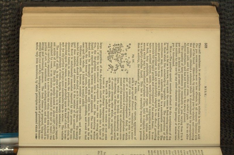 This cell membrane is an albuminous substance, soluble in very dilute ncid The pus serum contains more or less albumin, in all respects identical with that of the blood. GUterbock, by coagulating pus by alcohol, and extracting the residue, obtained a substance which is characterized by its precipitation by acetic acid, and by a solution of alum. He called \ipyin. It is an albu- minous substance, and has not been found to be always present. The quantity of fatty substance is remarkable in pus, varying from 2 to G per cent. As much as 1 per cent, of cholesterin has been found to be present: but neither by this nor by any other character can the passage of mucus into pus be determined. MILK.—The peculiar special secretion destined for the nourishment of the young is, so far as is known, very much the same in flesh-eating animals and in those which live exclusively on vegetable iooa. The proportions of the constituents may, however, sometimes differ to a considerable .extent. The specific gravity varies from 1-018 to 1-046. It will be seen hereafter that the substances present in milk are wonderfully adapted to the office of providing materials for the rapid growth and development of the animal frame. It con- tains an azotized matter, casein, nearly identical in composition with muscu- lar flesh, fatty principles, and a peculiar sugar, and lastly, various salts, among which may be mentioned phosphate of lime, held in complete solution in a slightly-alkaline liquid. This last is especially important to a process then in activity, the formation of bone. The white, and almost opaque, appearance of Fig. 197. milk is an optical illusion: examined by a micro- scope of even moderate power, it is seen to con- sist of a perfectly-transparent fluid, in which float about numbers of transparent globules: these consist of fat surrounded by an albuminous enve- lope, which can be broken mechanically as in the churning, or dissolved by the chemical action of caustic potassa, after which, on agitating the milk with ether, the fat can be dissolved. When milk is suffered to remain at rest some hours at the ordinary temperature of the air, a large proportion of the fat-globules collect at the surface into a layer of cream; if this be now removed and exposed for some time to strong agita- tion, the fat-globules coalesce into a mass, and the remaining watery liquid is expelled from between them and separated. The butter so pro- duced must be thoroughly washed with cold water, to remove, as far as possible, the last traces of casein, which readily putrefies, and would in that case spoil the whole. A little salt is usually added. Ordinary butter still, however, contains some butter-milk, and when in- tended for keeping should be clarified, as it is termed, by fusion. The watery part then subsides, and carries with it the residue of the azotized matter. The flavor is unfortunately somewhat impaired by this process. The con- sistence of butter, in other words, the proportions of margarin and olein, is dependent upon the season, or more probably upon the kind of food: in sum- mer the oily portion is always more considerable than in winter. The volatile odoriferous principle of butter, butyrin, has been already referred to. The casein of milk, in the state of cheese, is in many countries an import- ant article of food. The milk is usually heated to about 120° (49°C), and coagulated by rennet, or an infusion of the stomach of the calf in water; th« curd is carefully separated by a sieve from the whey, mixed with a due pro- portion of salt, and sometimes some coloring-matter, and then subjected to strong and increasing pressure. The fresh cheese so prepared, being con- stantly kept cool and dry, undergoes a particular kind of putrefactive fermen-« lation, very little understood, by which principles are generated which com-