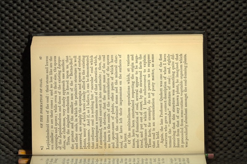 Lepidodendroid trees of the coal: their stems and leaves are similar; so are their cones ; and no less like are the sporangia and spores; while even in their size, th,e spores of the Lepidodendron and those of the existing Lycopo- dium, or club-moss, very closely approach one another. Thus, the singular conclusion is forced upon us, that the greater and the smaller sacs of the Better-Bed and other coals, in which the primitive structure is well preserved, are simply the sporangia and spores of certain plants, many of which were closely allied to the existing club-mosses. And if, as I believe, it can be demonstrated that ordinary coal is nothing but  saccular  coal which has undergone a certain amount of that alteration which, if continued, would convert it into anthracite ; then, the conclusion is obvious, that the great mass of the coal we burn is the result of the accumulation of the spores and spore-cases of plants, other parts of which have furnished the carbonized stems and the mineral char coal, or have left their impressions on the surfaces of the layer. Of the multitudinous speculations which, at various times, have been entertained respecting the origin and mode of formation of coal, several appear to be nega tived, and put out of court, by the structural facts the significance of which I have endeavoured to explain. These facts, for example, do not permit us to suppose that coal is an accumulation of peaty matter, as some have held. Again, the late Professor Quekett was one of the first observers who gave a correct description of what I have termed the saccular structure of coal; and, rightly perceiving that this structure wTas something quite dif ferent from that of any known plant, he imagined that it proceeded from some extinct vegetable organism which was peculiarly abundant amongst the coal-forming plants.