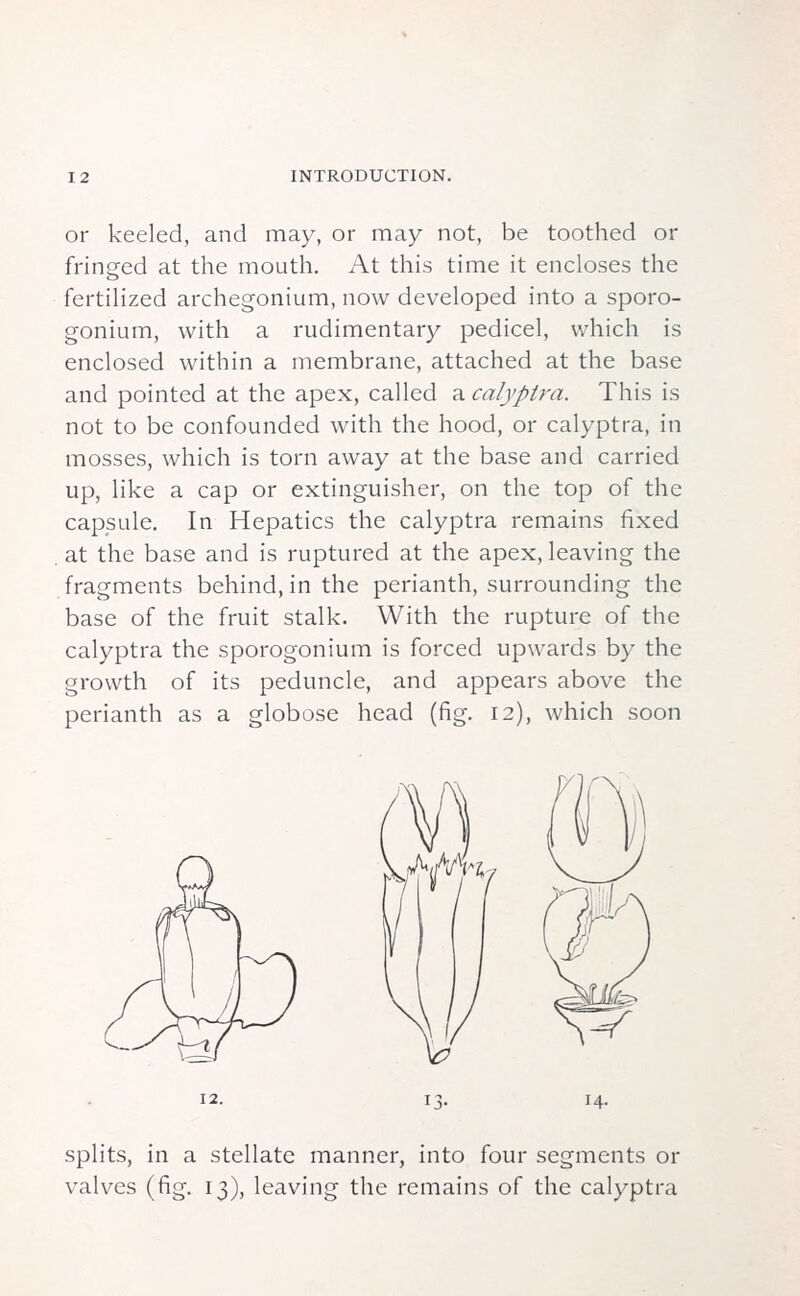 or keeled, and may, or may not, be toothed or fringed at the mouth. At this time it encloses the fertilized archegonium, now developed into a sporo- gonium, with a rudimentary pedicel, which is enclosed within a membrane, attached at the base and pointed at the apex, called a calyptra. This is not to be confounded with the hood, or calyptra, in mosses, which is torn away at the base and carried up, like a cap or extinguisher, on the top of the capsule. In Hepatics the calyptra remains fixed at the base and is ruptured at the apex, leaving the fragments behind, in the perianth, surrounding the base of the fruit stalk. With the rupture of the calyptra the sporogonium is forced upwards by the growth of its peduncle, and appears above the perianth as a globose head (fig. 12), which soon 12. 14. splits, in a stellate manner, into four segments or valves (fig. 13), leaving the remains of the calyptra