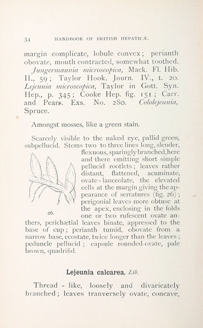 margin complicate, lobule convex; perianth obovate, mouth contracted, somewhat toothed. Jungermannia microscopica, Mack. Fl. . ib. II., 59 ; Taylor Hook. Journ. Lejeunia microscopica, Taylor in Hep., p. 345 ; Cooke Hep. fig. and Pears. Exs. No. 280. Spruce. IV., t. 20. Gott. Syn. 151; Carr. Cololejeunia, Amongst mosses, like a green stain. Scarcely visible to the naked eye, pallid green, subpellucid. Stems two to three lines long, slender, flexuous, sparingly branched, here and there emitting short simple pellucid rootlets; leaves rather distant, flattened, acuminate, ovate - lanceolate, the elevated cells at the margin giving the ap- pearance of scrratures (fig. 26) ; perigonial leaves more obtuse at the apex, enclosing in the folds one or two rufescent ovate an- thers, perichaetial leaves binate, appressed to the base of cup; perianth tumid, obovate from a narrow base, ecostate, twice longer than the leaves ; peduncle pellucid ; capsule rounded-ovate, pale brown, quadrifid. 26. Lejeunia calearea, Lib. Thread - like, loosely and divaricately branched ; leaves tranversely ovate, concave,