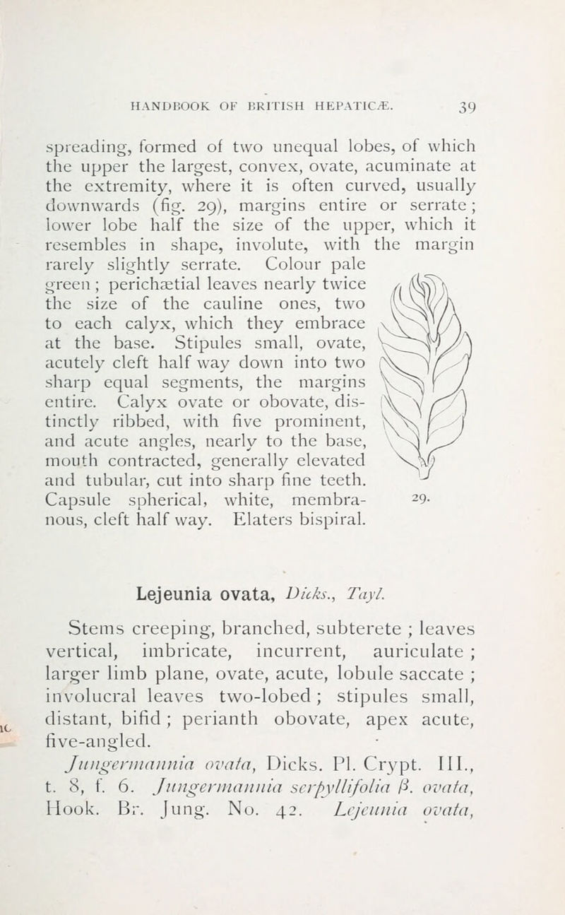 spreading, formed of two unequal lobes, of which the upper the largest, convex, ovate, acuminate at the extremity, where it is often curved, usually downwards (fig. 29), margins entire or serrate; lower lobe half the size of the upper, which it resembles in shape, involute, with the margin rarely slightly serrate. Colour pale green ; perichaetial leaves nearly twice the size of the cauline ones, two to each calyx, which they embrace at the base. Stipules small, ovate, acutely cleft half way down into two sharp equal segments, the margins entire. Calyx ovate or obovate, dis- tinctly ribbed, with five prominent, and acute angles, nearly to the base, mouth contracted, generally elevated and tubular, cut into sharp fine teeth. Capsule spherical, white, membra- nous, cleft half way. Elaters bispiral. Lejeunia ovata, Dicks., Tayl. Stems creeping, branched, subterete ; leaves vertical, imbricate, incurrent, auriculate ; larger limb plane, ovate, acute, lobule saccate ; involucral leaves two-lobed; stipules small, distant, bifid; perianth obovate, apex acute, five-angled. Jungermannia ovata, Dicks. PI. Crypt. III., t. 8, f. 6. Jungermannia serpyllifolia fi. ovata, Hook. Br. Jung. No. 42. Lejeunia ovata,