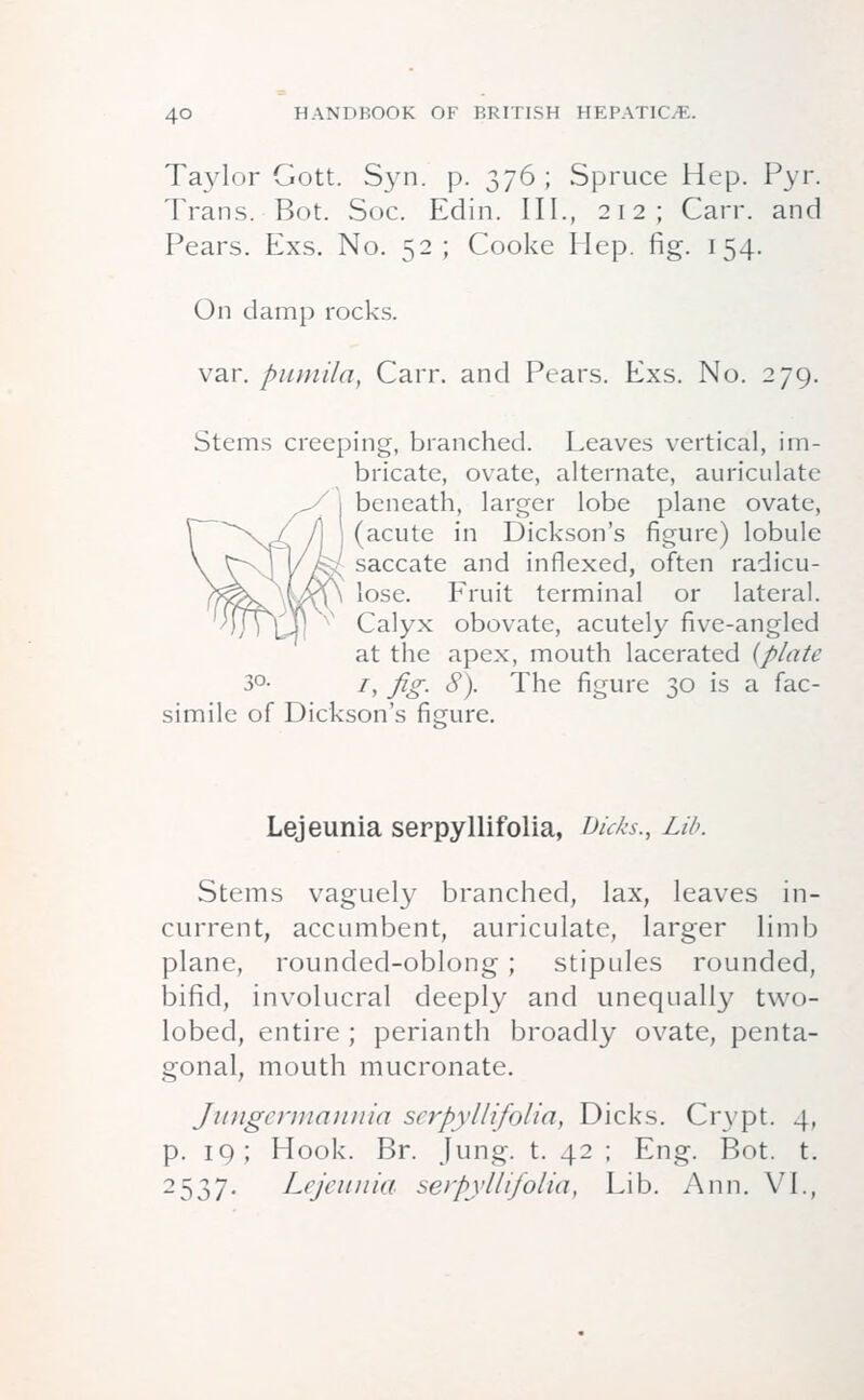 4° Taylor Gott. Syn. p. 376; Spruce Hep. Pyr. Trans. Bot. Soc. Edin. III., 212; Carr. and Pears. Exs. No. 52; Cooke Hep. fig. 154. On damp rocks. var. pumila, Carr. and Pears. Exs. No. 279. Stems creeping, branched. Leaves vertical, im- bricate, ovate, alternate, auriculate beneath, larger lobe plane ovate, (acute in Dickson's figure) lobule saccate and inflexed, often radicu- lose. Fruit terminal or lateral. Calyx obovate, acutely five-angled at the apex, mouth lacerated (plate /, Jig. S). The figure 30 is a fac- simile of Dickson's figure. Lejeunia serpyllifolia, bids., Lib. Stems vaguely branched, lax, leaves in- current, accumbent, auriculate, larger limb plane, rounded-oblong ; stipules rounded, bifid, involucral deeply and unequally two- lobed, entire; perianth broadly ovate, penta- gonal, mouth mucronate. Jungermannia serpyllifolia, Dicks. Crypt. 4, p. 19; Hook. Br. Jung. t. 42 ; Eng. Bot. t. 2537. Lejeunia serpyllifolia, Lib. Ann. VI.,