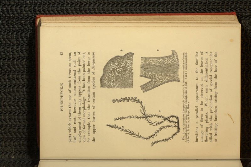 parts which extorts the use of such terms as stem, leaf, and root, however unconventional such an employment of them may appear from the point of view of formal morphology. It has been pointed out, for example, that the transition from the lower to the upper leaves of certain species of Sargassum FIG. 3.—a, Coccophora Langsdorfii (reduced); ft, transverse section of stem ; e, longit. section of same passing through base of leaf, b and c much magnified. (After A. L. Smith, in Phyc. Mem.) furnishes a parallel appearance to the familiar change of form to be observed in the leaves of flowering plants. When such differentiation is allied with the production of special receptacular or fruiting branches, arising from the base of the