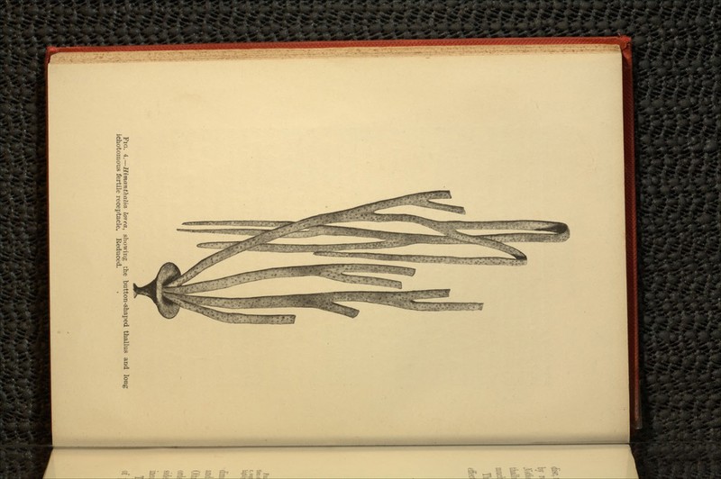 FIG. 4.— Himanthalia lorea, showing the button-shaped thallus and long ichotomous fertile receptacle. Reduced.