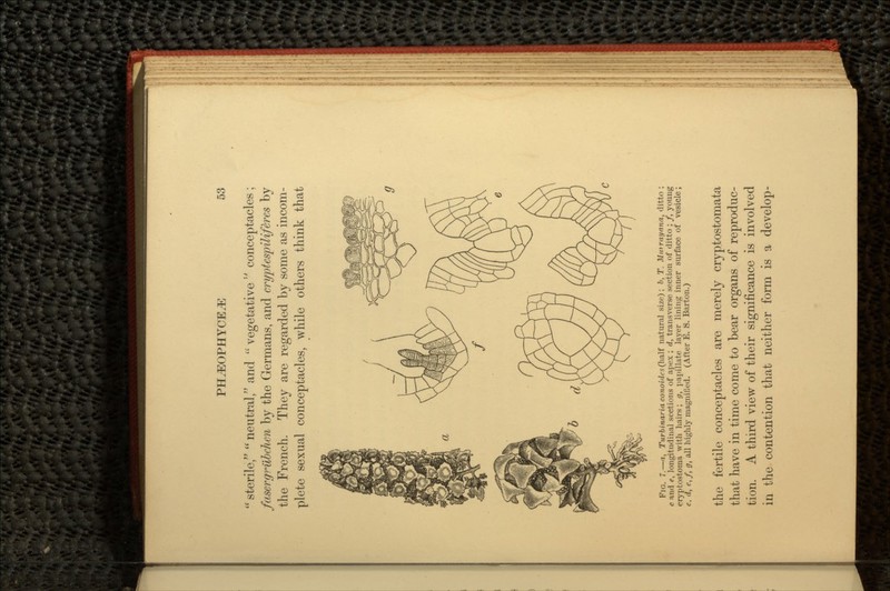  sterile,  neutral, and  vegetative  conceptacles ; fasergrilbchcn by the Germans, and cryptcspiliftres by the French. They are regarded by some as incom- plete sexual conceptacles, while others think that FIG. 7.—n, Tiirbinariaconoiilcs(\ia.\( natural size); b, T. Mmrayana, ditto ; c and <•, longitudinal sections of apex ; d, transverse section of ditto ; /, young cryptostoma with hairs; g, papillate layer lining inner surface of vesicle; c. d, e,f, g, all highly magnified. (After E. 8. Barton.) the fertile conceptacles are merely cryptostomata that have in time come to bear organs of reproduc- tion. A third view of their significance is involved in the contention that neither form is a develop-