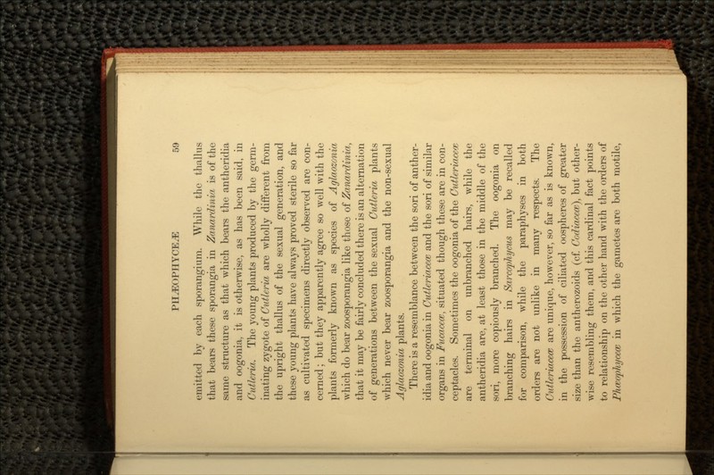 emitted by each sporangium. While the thallus that bears these sporangia in Zanardinia is of the same structure as that which bears the antheridia and oogonia, it is otherwise, as has been said, in Cutleria. The young plants produced by the germ- inating zygote of Cutleria are wholly different from the upright thallus of the sexual generation, and these young plants have always proved sterile so far as cultivated specimens directly observed are con- cerned ; but they apparently agree so well with the plants formerly known as species of Aglaozonia which do bear zoosporangia like those of Zanardinia, that it may be fairly concluded there is an alternation of generations between the sexual Cutleria plants which never bear zoosporangia and the non-sexual Aglaozonia plants. There is a resemblance between the sori of anther- idia and oogonia in Cutleriacece and the sori of similar organs in Fucacece, situated though these are in con- ceptacles. Sometimes the oogonia of the Cutleriacece are terminal on unbranched hairs, while the antheridia are, at least those in the middle of the sori, more copiously branched. The oogonia on branching hairs in Sarcophycus may be recalled for comparison, while the paraphyses in both orders are not unlike in many respects. The Cutleriacece are unique, however, so far as is known, in the possession of ciliated oospheres of greater size than the antherozoids (cf. Codiacece), but other- wise resembling them, and this cardinal fact points to relationship on the other hand with the orders of Phceophycece in which the gametes are both motile,