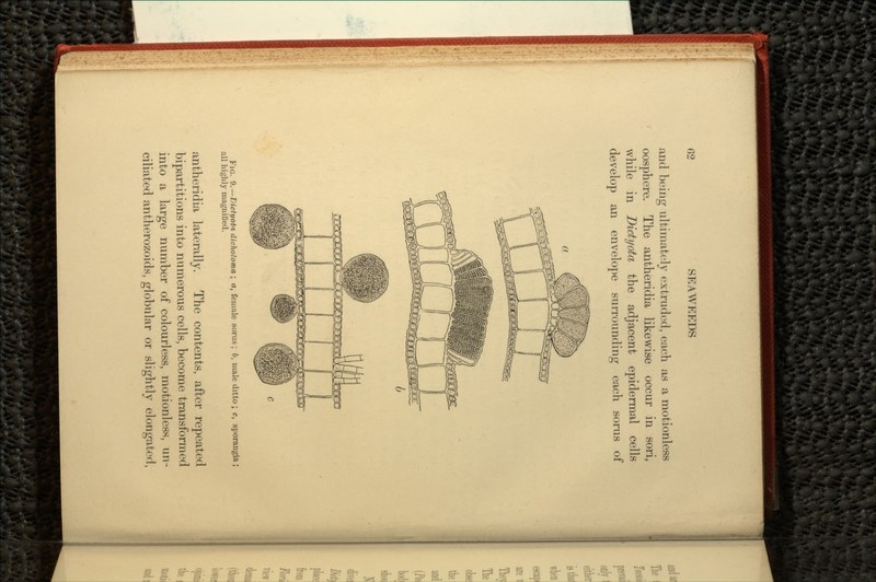 and being ultimately extruded, each as a motionless oosphere. The antheridia likewise occur in son, while in Dictyota the adjacent epidermal cells develop an envelope surrounding each sorus of FIG. 9.—Dictyota diclwloma ; a, female sorus; b, male ditto ; c, sporangia; all highly magnified. antheridia laterally. The contents, after repeated bipartitions into numerous cells, become transformed into a large number of colourless, motionless, un- ciliated antherozoids, globular or slightly elongated,