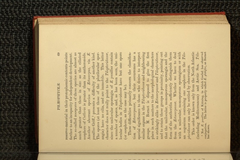 reserve-material in their protoplasmic contents points farther to an incapacity for independent development. The so-called zoospores of these species are almost as much greater than these in size as the ciliated oosphere of Cutleria is greater than its antherozoids. Another aberrant species of Ectocarpus, viz. E. pusillus Griff.,1 presents a difficulty of another kind. The spores (at least those of the plurilocular spor- angia) have no cilia, and are immobile. This latter character does not really point to the Tilopteridaccw, since the unilocular. sporangia of E. pnsillus contain a number of spares, and, as has been seen, the uni- locular bodies in Tilopteridacece have but one spore (or oosphere, as the case may be). These difficulties primarily concern the classifica- tion of Edocarpacecv, but their occurrence has a special significance to those who desire to interpret similar organs in the Tilopteridacece and neighbouring groups. M. Bornet is disposed to give the first place in such matters to the morphological characters so strikingly alike in Ectocarpacece and Tiloptcridaccw, and to retain these groups in proximity, pointing out that the unilocular, inonosporous sporangia and the form of the antheridia sufficiently distinguish them from the Ectocarpacece. Whether we have to deal with a unilocular, monosporous sporangium or with an oogonium containing one oosphere in the Tilo- frferidacece can only be settled by observation. This order is known only from the North Atlantic (including Mediterranean) and Arctic Sea. Tilo- 1 Not E. pusillus of Kiitzing, in which Goebel has observed conjugation. The latter is properly called E. globifer, as Bornet has shown.