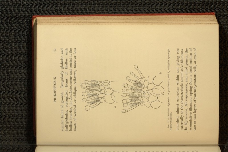 similar habit of growth. Irregularly globular and half-globular, corrugated forms of thallus with hollow interior, like Leathesia, occur, and consist at the most of vertical or oblique cell-rows, more or less Fio. 21.—Leathcsia differ mis. a, plurilocular, and b, unilocular sporangia. Highly magnified. branched, almost colourless within and giving rise externally to the characteristic assimilative filaments. In Myrionema, Microspongium, and allied genera, the assimilative filaments spring from a basal cushion of one or two layers of parenchymatous cells, or even of