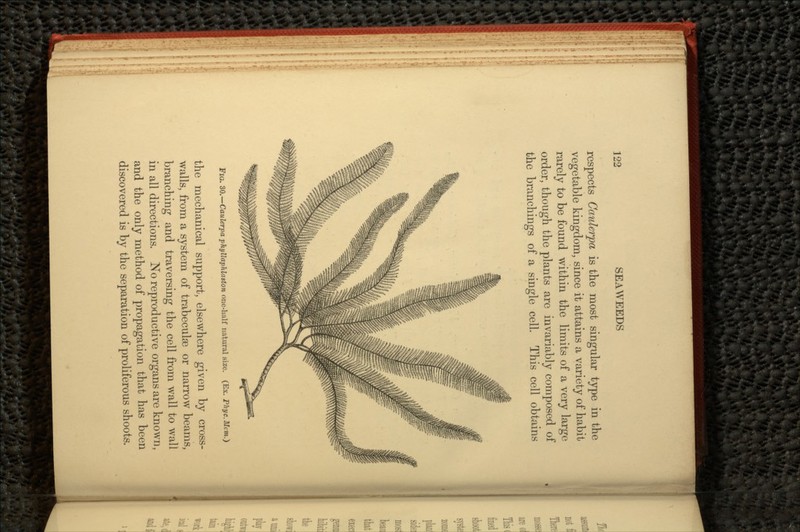 respects Cauhrpa is the most singular type in the vegetable kingdom, since it attains a variety of habit rarely to be found within the limits of a very large order, though the plants are invariably composed of the branchings of a single cell. This cell obtains Fia. 30.—Caulerpa phyllaphlaston one-half natural size. (Ex. Fhyc.Mcm.) the mechanical support, elsewhere given by cross- walls, from a system of trabeculae or narrow beams, branching and traversing the cell from wall to wall in all directions. No reproductive organs are known, and the only method of propagation that has been discovered is by the separation of proliferous shoots.