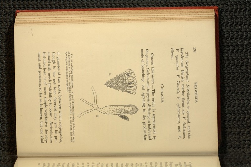 The Geographical Distribution is general, and the best-known British marine forms are V. dichotoma, V. synandra, V. Thureti, V. sphcerospora, and V. litorea. CODIACE^E. General Characters.—The order is represented by the genera Codium and Bryopsis, differing in habit and mode of branching, but agreeing in the production a FIG. 35. — Codium tomentosum. a, part of section showing club-shaped cells of periphery with lateral sporangia highly magnified ; b, one such cell with sporangium more highly magnified. of gametes of two sorts, between which conjugation, though it has not been observed, may yet be pre- sumed with much probability to occur. Derbesia, also included here, is of more simple vegetative develop- ment, and possesses, so far as is known, but one kind