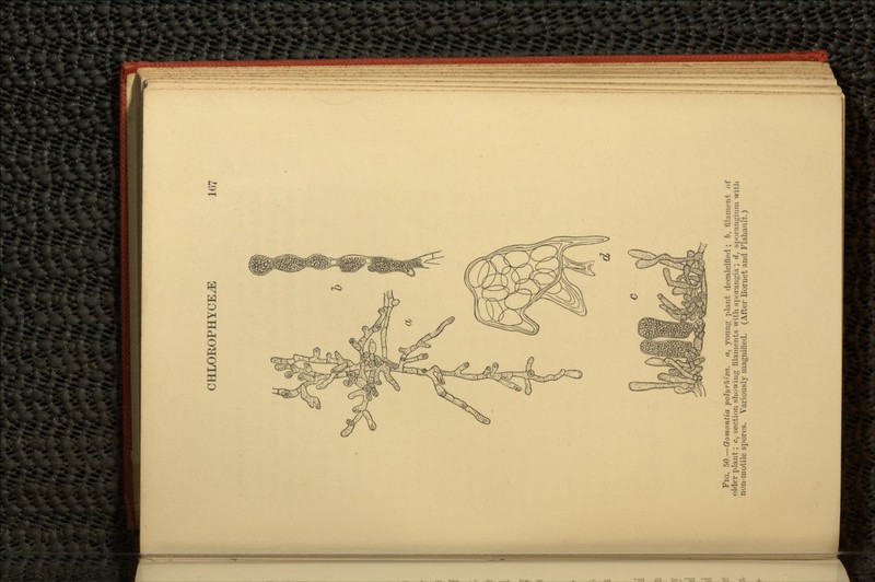 FIG. 50.— Oomontia -polyrhizn. a, young plant decalcified; b, filament, of older plant; c, section showing filaments with sporangia ; rf, sporangium with non-motile spores. Variously magnified. (After Bornet and Flahault.)