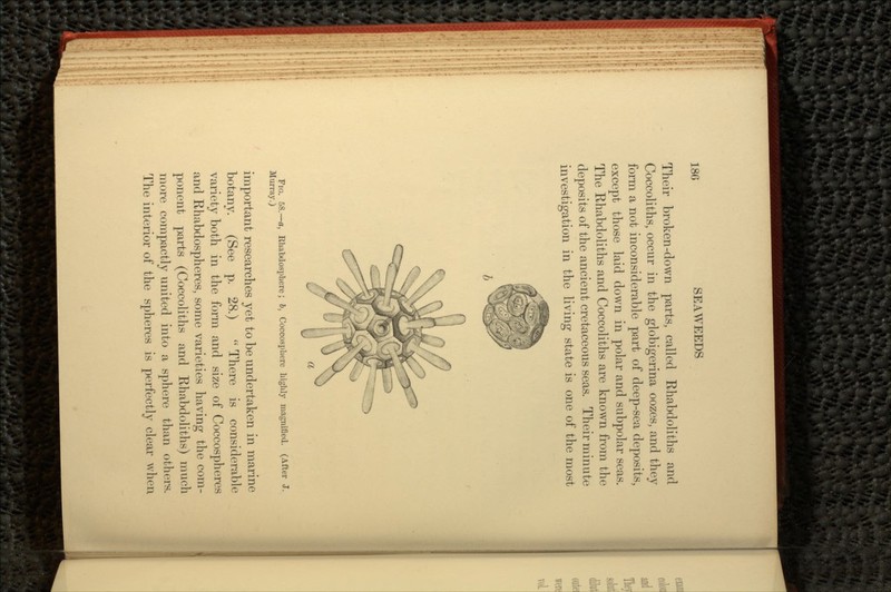 Their broken-down parts, called Rhabdoliths and Coccoliths, occur in the globigerina oozes, and they form a not inconsiderable part of deep-sea deposits, except those laid down in polar and subpolar seas. The Rhabdoliths and Coccoliths are known from the deposits of the ancient cretaceous seas. Their minute investigation in the living state is one of the most FIG. 58.—a, Rhalxlosphere; b, Coccosphere highly magnified. (After J. Murray.) important researches yet to be undertaken in marine botany. (See p. 28.)  There is considerable variety both in the form and size of Coccospheres and Rhabdospheres, some varieties having the com- ponent parts (Coccoliths and Rhabdoliths) much more compactly united into a sphere than others. The interior of the spheres is perfectly clear when