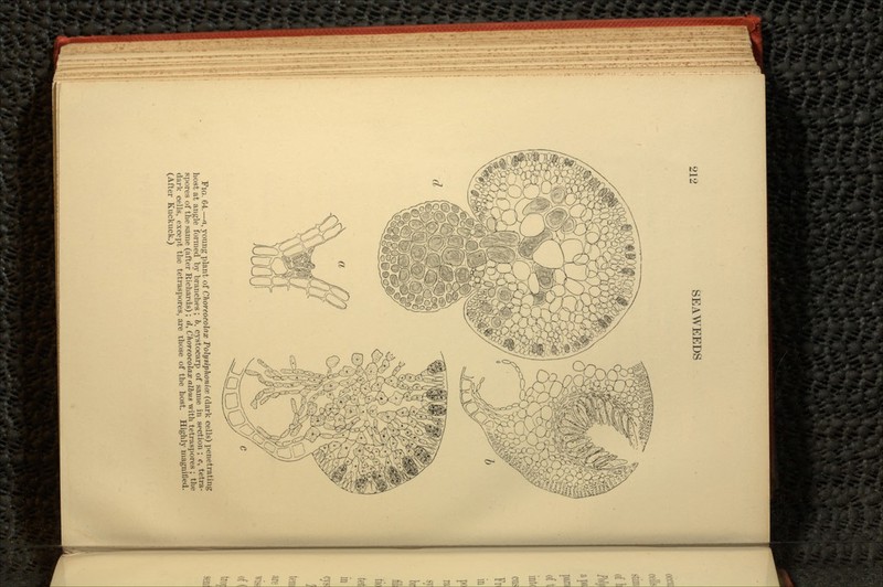 FIG. 64.—a, young plant of Choreocolax PolygiphonicK (dark cells) penetrating host at angle formed by branches; b, cystocarp of same in section ; c, tetra- spores of the same (after Richards) ; d, Choreocolax albus with tetraspores ; the dark cells, except the tetraspores. are those of the host. Highly magnified. (After Kuckuck.)