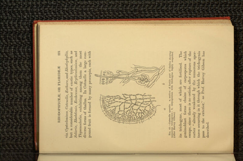 viz. Gystodonium, Catenella, Euthora, and Rhodophyllis, but a considerable number of exotic types, such as Solieria, Rhabdonia, Eucheuma, Erythroclonium, and Thysanocladia, exhibiting among them the most diverse forms of thallus. In Catenella a large com- pound fruit is formed by many procarpia, each with FIG. t>9.—Catenella opuntia. a, section of fertile part of thallus showing numerous trichogynes ; ft, carpogonium with trichogyne highly ina°Tiified (After Harvey Gibson). its trichogyne, most of which are fertilised. The gonimoblast forms chains of carpospores which escape, since there is no ostiole, after rupture of the cortex already weakened by the numerous aper- tures occurring in it through which the trichogynia pass to the exterior, as Prof. Harvey Gibson has described.