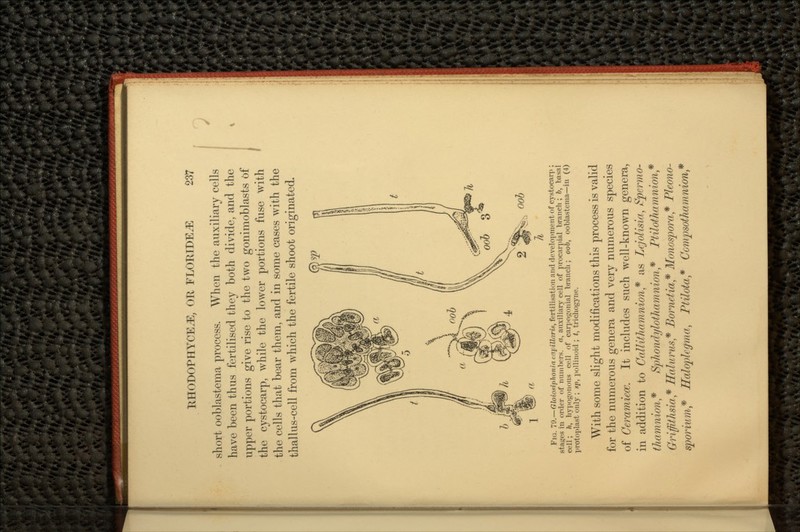 short ooblastema process. When the auxiliary cells have been thus fertilised they both divide, and the upper portions give rise to the two gonimoblasts of the cystocarp, while the lower portions fuse with the cells that bear them, and in some cases with the thallus-cell from which the fertile shoot originated. oob FIG. 79.—GloiosipJionin capillaris, fertilisation and development of cystocarp ; stages in order of numbers, a, auxiliary cell of procarpial branch ; ft, basal cell; h, hypogonous cell of carpogonial branch ; 006, ooblastema—in (4) protoplast only ; sp, pollinoid ; t, trichogyne. With some slight modifications this process is valid for the numerous genera and very numerous species of Ceramicce. It includes such well-known genera, in addition to Callithamnion* as Lcjolisia, Fpermo- thamnion* SpJiondylothamnioii* Ptilothamnion* Griffithsia* ffalimis* Bornetia* Monospwa* Pleono- sporium* Haloplcgma, Ptilota* Ccmpsothamnion*