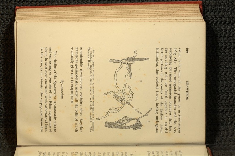 sation is the same in this genus as in Dudrcsnaya (Fig. 81). The carpogonial branches and the cor- responding but more numerous branches that bear the auxiliary cells, are found together in special fertile portions of the cortex of the thallus. After fertilisation, this cortical tissue, having undergone FIG. 82.—Polyides rotundus. a, procarp with trichogyne and ooblastema; b, ooblastema filament fertilising auxiliary cell highly magnified. (After Thuret and Bornet.) considerable development, contains close together numerous gonimoblasts, nearly all the cells of which eventually give rise to carpospores. Squamaricce. The thallus of the Squamariece is commonly minute and encrusting or consists of flat foliar expansions of tissue, in most cases encrusted with carbonate of lime. In this case, as in Polyidcs, the carpogonial branches